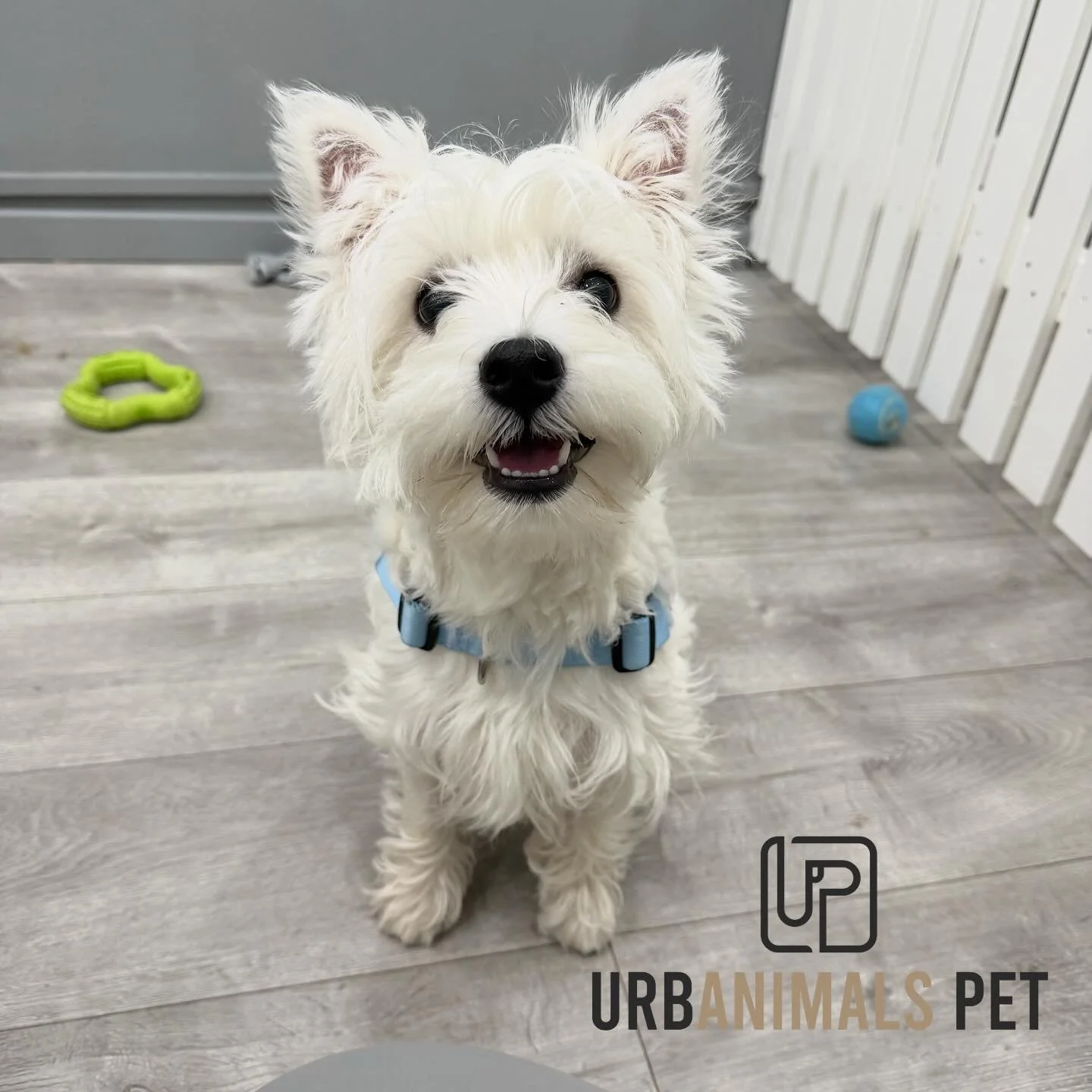 This sweet little lady, Clover the Westie pup is our newest daycare addition! 🥰🐾 She certainly keeps us on our toes 😆🩶
#urbanimalspetwahroonga #urbanimalspet #westie #doggydaycare #doggydaycarelife #westhighlandwhiteterriers #wahroonga #hornsby #