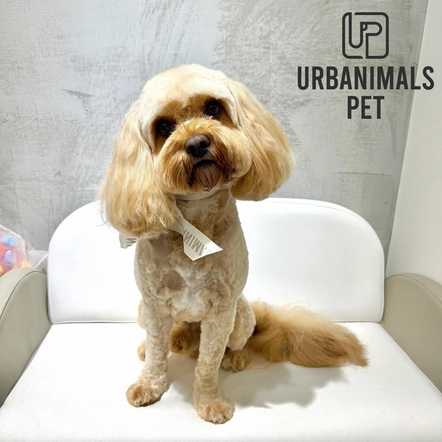 Sweet boy Milo knows just how handsome he looks after his full groom! 🤭🐾🩶
#urbanimalspetwahroonga #urbanimalspet #cavoodle #cavoodlesofsydney #doggrooming #wahroonga #hornsby #turramurra #cavoodlegroom