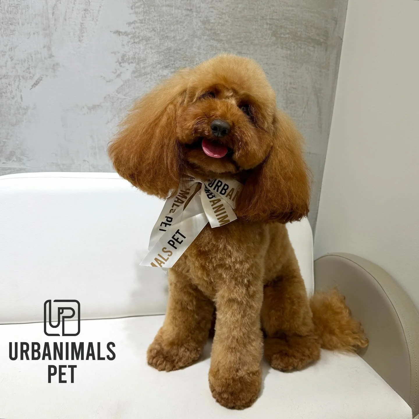 Miss Mochi rocking her fresh groom and looking very pleased with herself💅✨
#urbanimalspetwahroonga #urbanimalspet #cavoodle #toycavoodle #wahroonga #dogsofinstagram #hornsby #turramurra #cavoodlegrooming