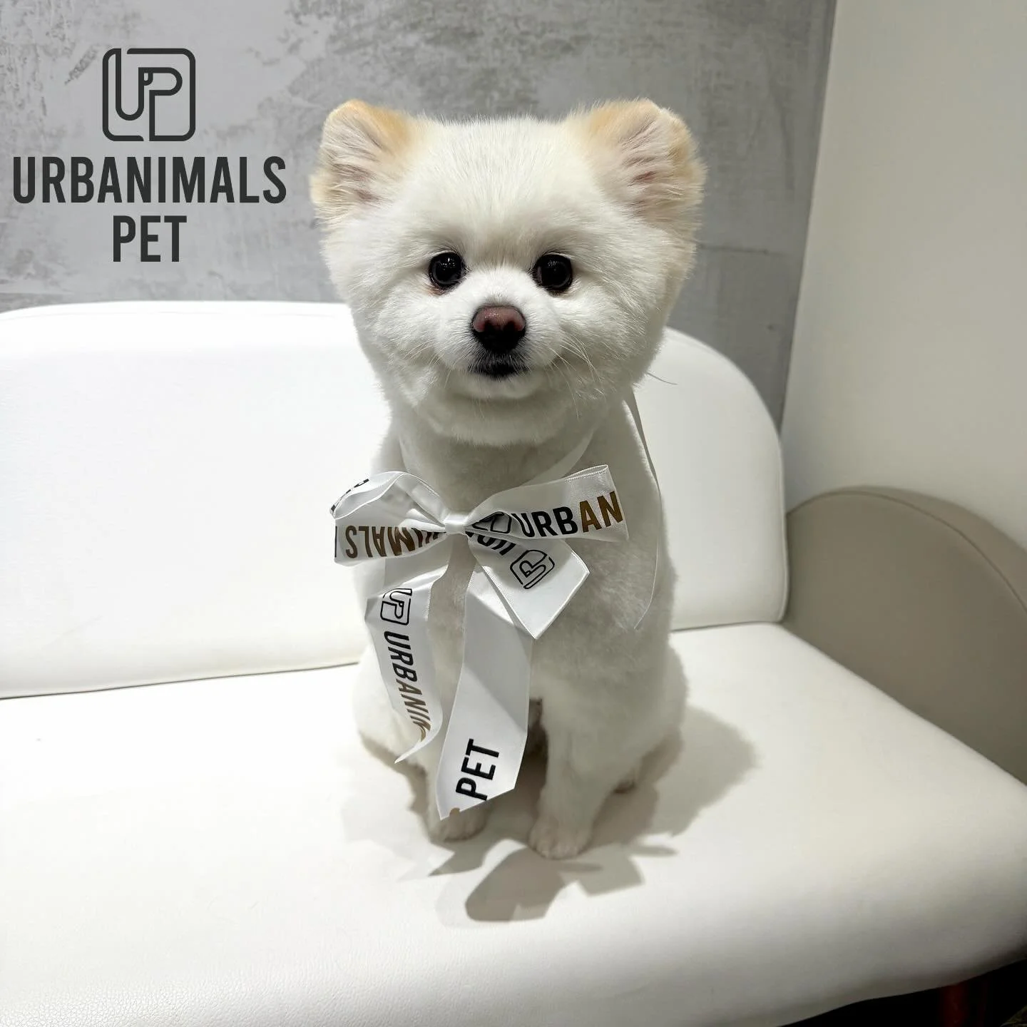 Dior&rsquo;s little smile says it all 🥰🩶
#urbanimalspetwahroonga #urbanimalspet #pomeranian #pomsofinsta #pomeraniandog #doggrooming #wahroonga #hornsby #turramurra