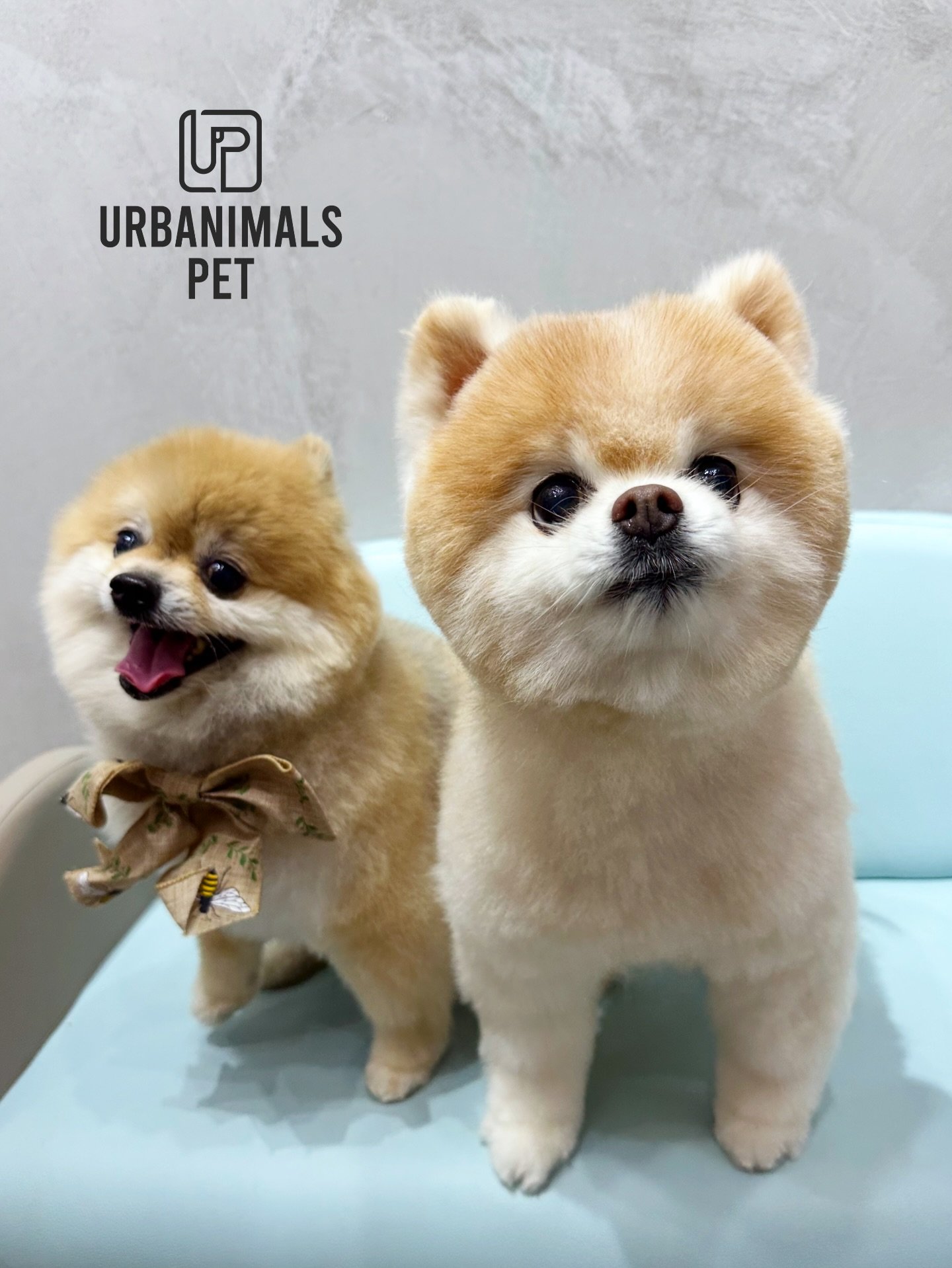 Jun and Clay ❤️🐶 two tiny clouds floating out of their groom today ☁️✨ The fluff level is officially unstoppable.

#urbanimalspetzetland #urbanimalspet #urbananimals #doggrooming #furbaby #zetland #waterloo #rosebery #alexandria #greensquare #dogsof