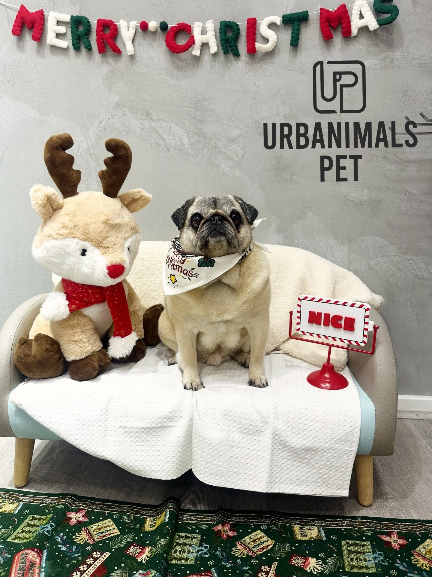Buster the pug is all fresh, fluffy and festive after his Christmas groom 🎄💚
A wash, nail trim, ear clean and deshed later&hellip; and he&rsquo;s looking like the sweetest little holiday angel 🐾✨

#urbanimalspetzetland #urbanimalspet #urbananimals