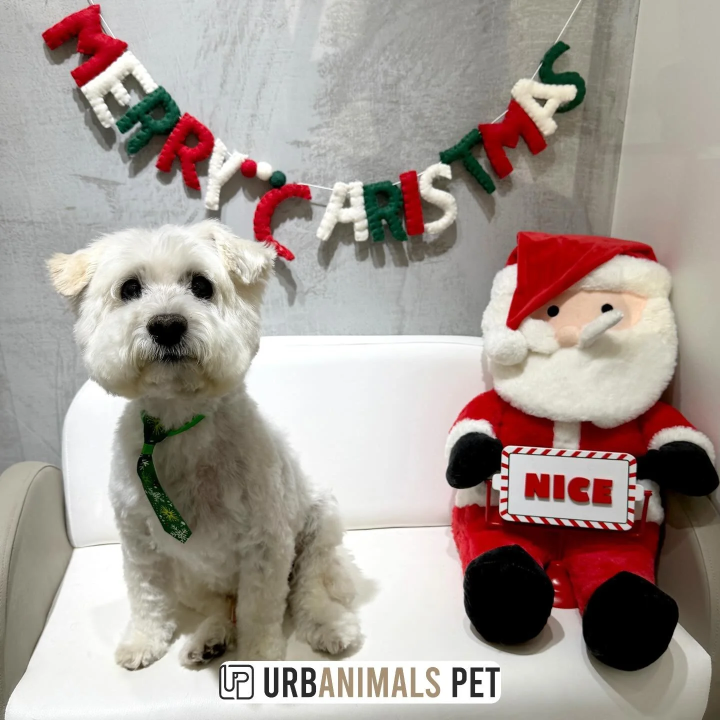 Sweet boy Ralph showing off his Christmas groom! 💅🎄
#urbanimalspetwahroonga #urbanimalspet #wahroonga #westiex