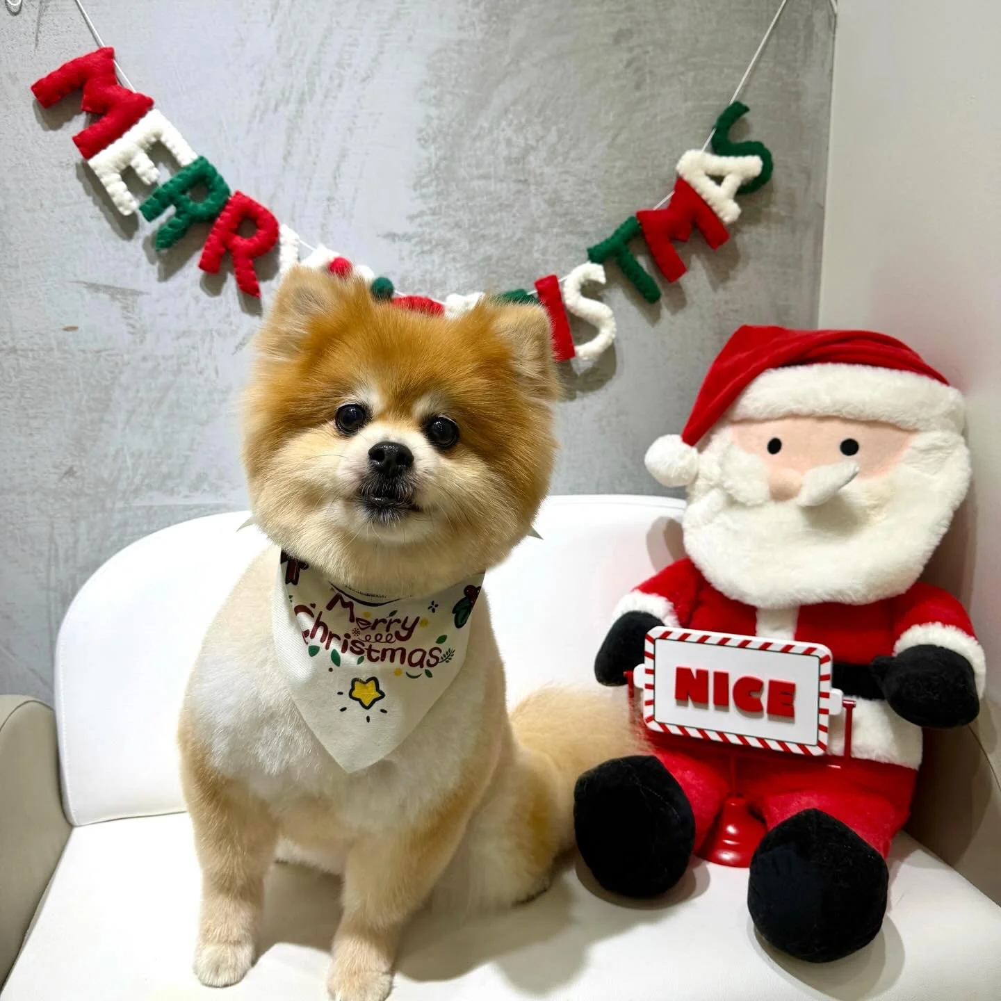 Looking back at our Christmas 2025 cuties 🎄🥰
#urbanimalspet #urbanimalspetwahroonga #doggrooming #dogsofinstagram