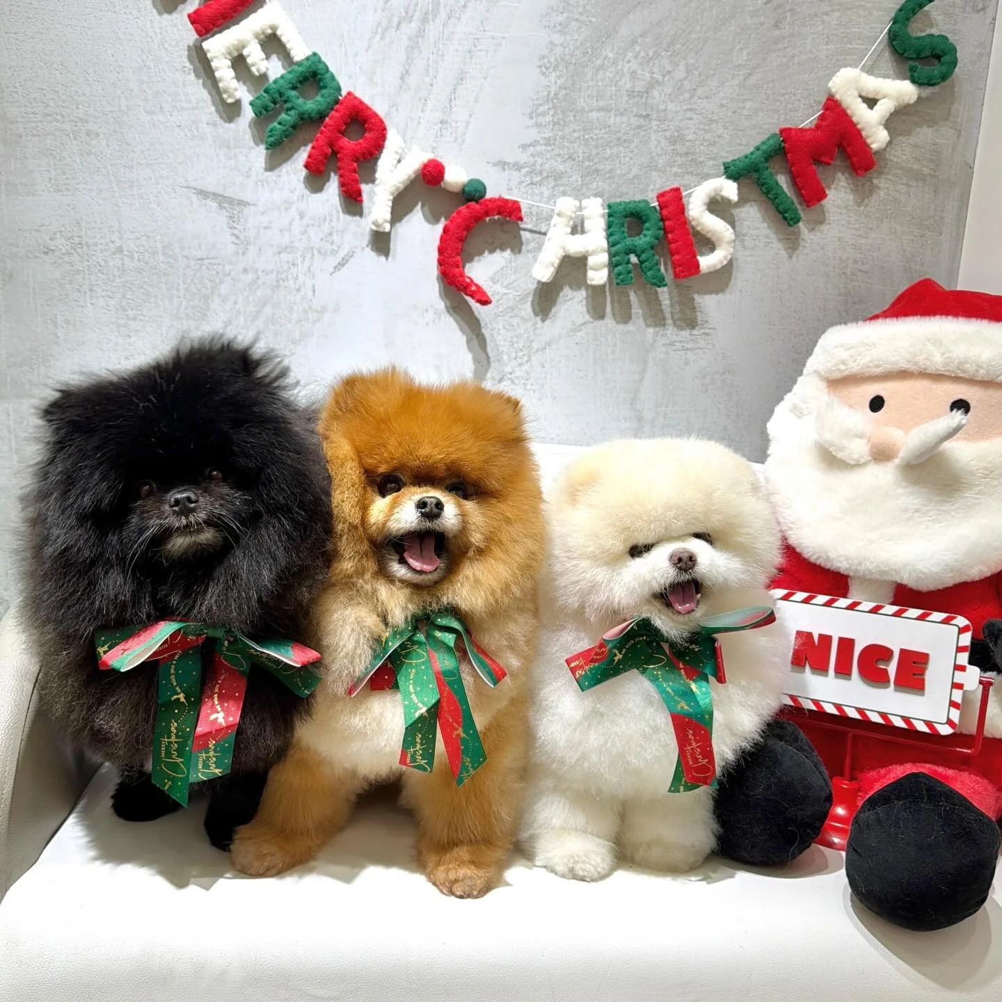 Better late than never &mdash; Christmas 2025 at Urbanimals Pet Wahroonga (pt. 2) ✨🎄
#urbanimalspet #urbanimalspetwahroonga #wahroonga #doggrooming #localindependant