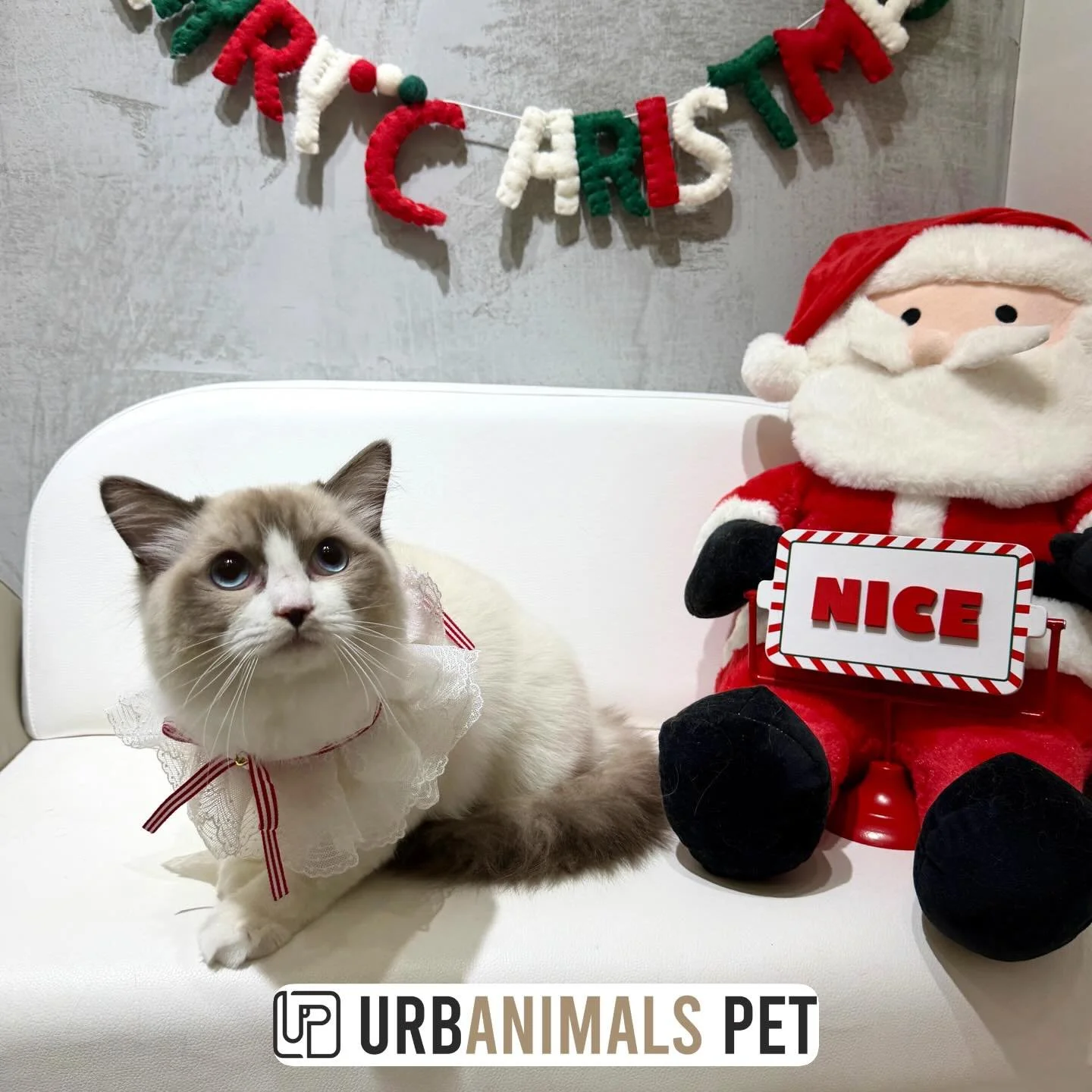 Sweet boy Mochi feeling fresh after his first ever groom!😼🐾
#urbanimalspet #urbanimalspetwahroonga #ragdollkitten #catgrooming #wahroonga