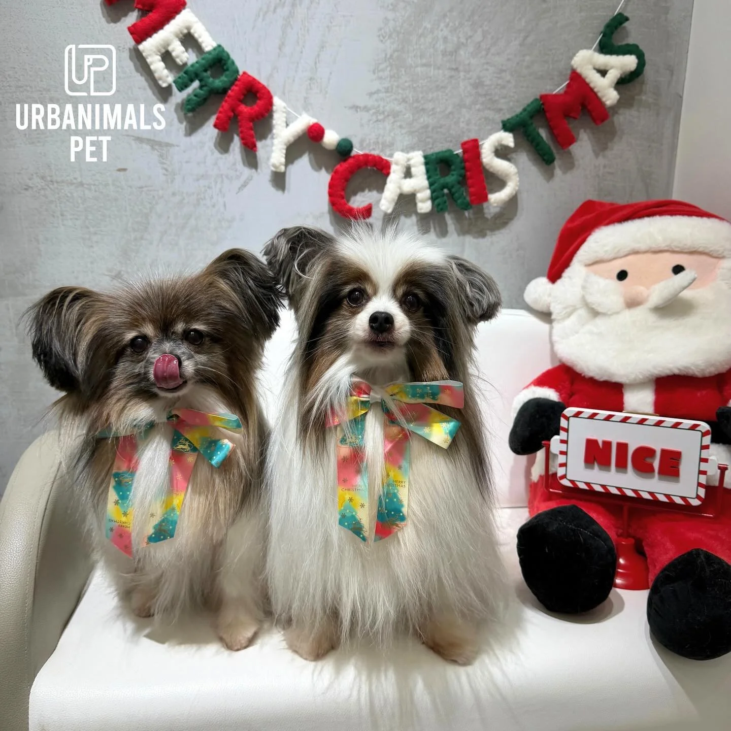 Better late than never &mdash; Christmas 2025 at Urbanimals Pet Wahroonga (pt. 4) ✨🎄
#urbanimalspet #urbanimalspetwahroonga #wahroonga #doggrooming #localindependant