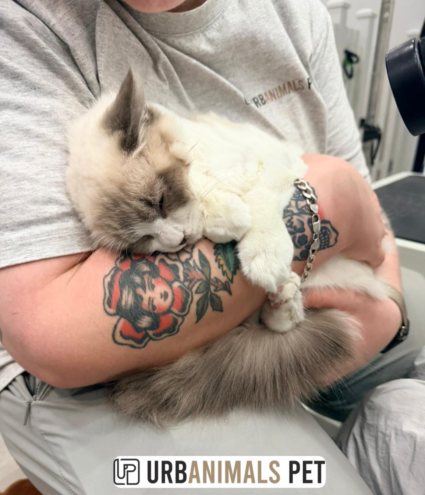 Mid-groom cuddle break for little Mochi with his Aunty Julie 😉😼🥹
#urbanimalspet #urbanimalspetwahroonga #wahroonga #ragdoll #ragdollkitten