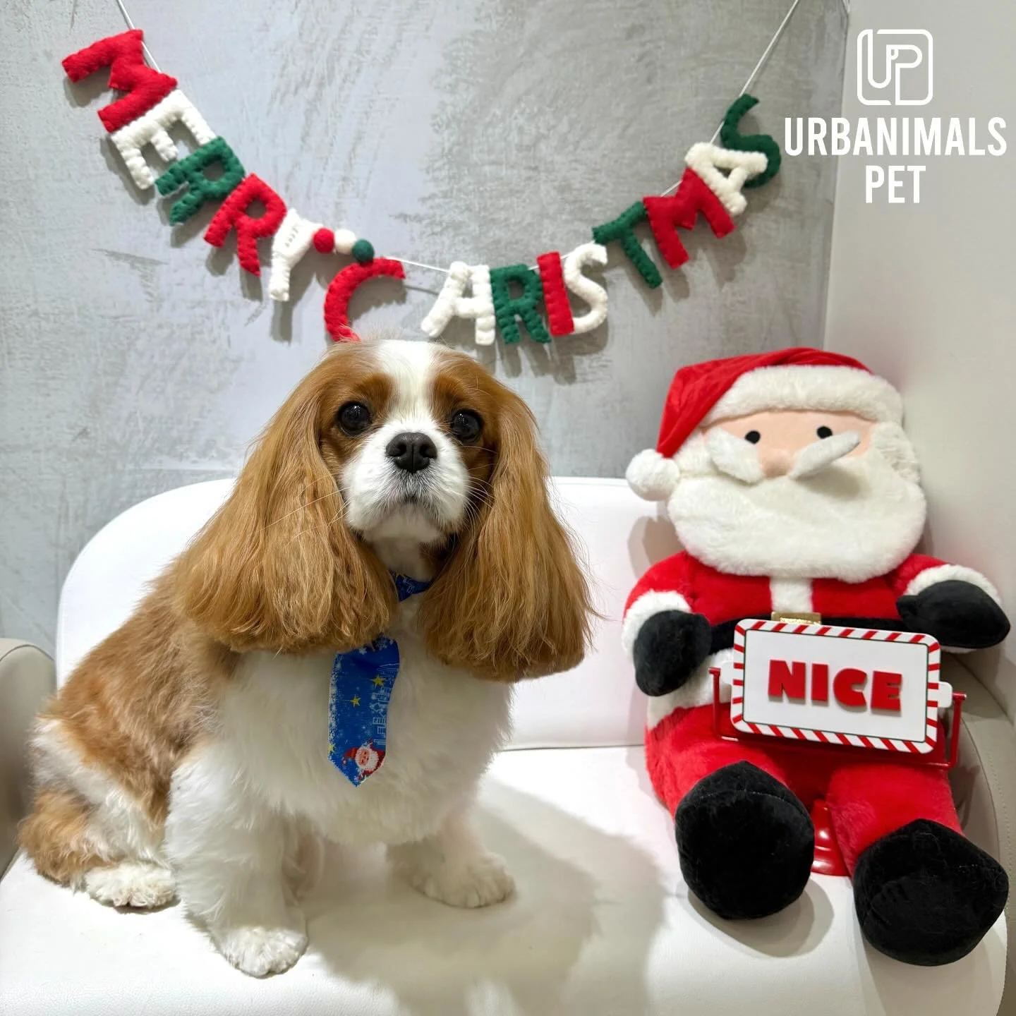 Better late than never - Christmas 2025 at Urbanimals Pet Wahroonga (pt. 5)✨🎄#urbanimalspet #urbanimalspetwahroonga #wahroonga
#doggrooming #localindependant