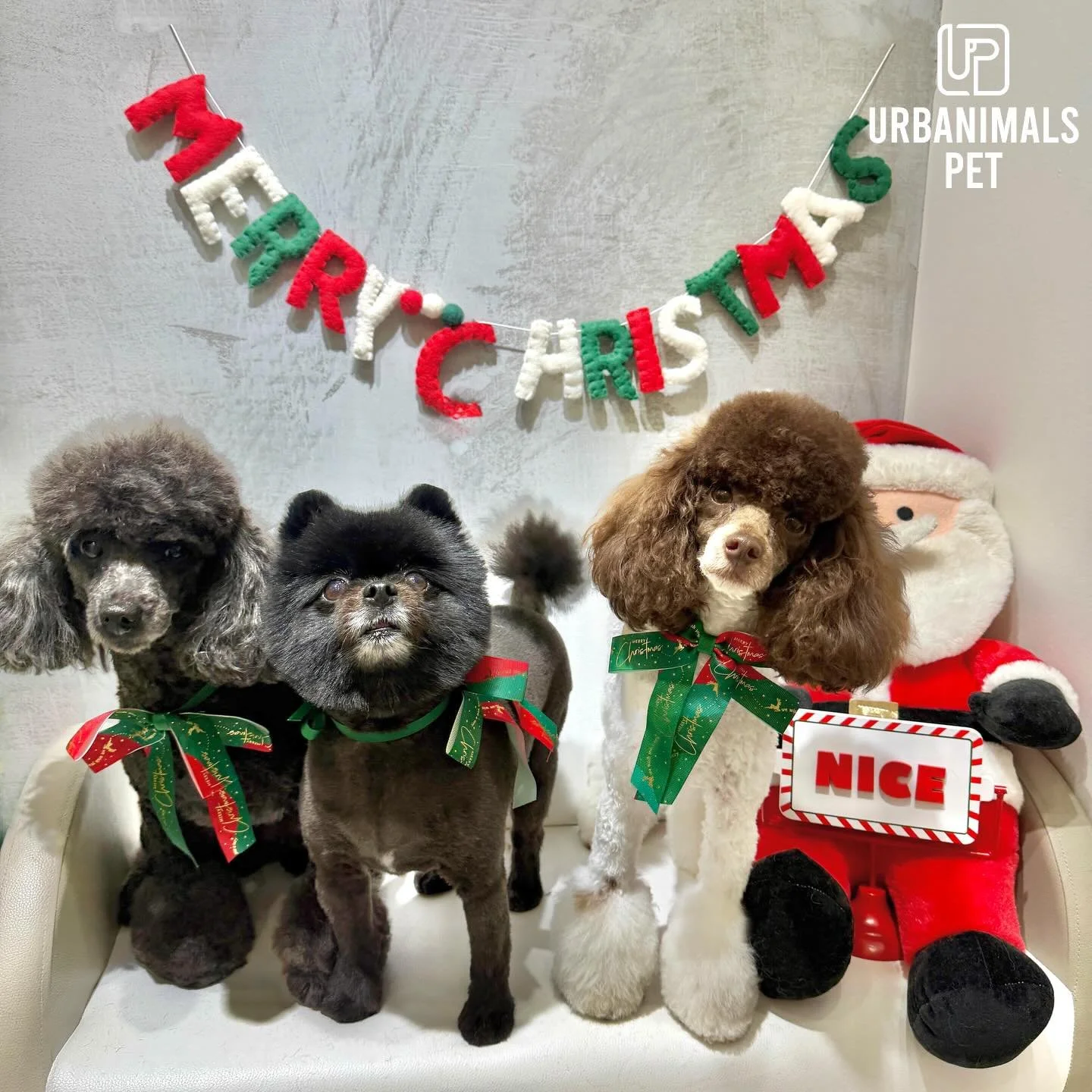Better late than never - Christmas 2025 at Urbanimals Pet Wahroonga (pt. 6)✨🎄#urbanimalspet #urbanimalspetwahroonga #wahroonga
#doggrooming #localindependant