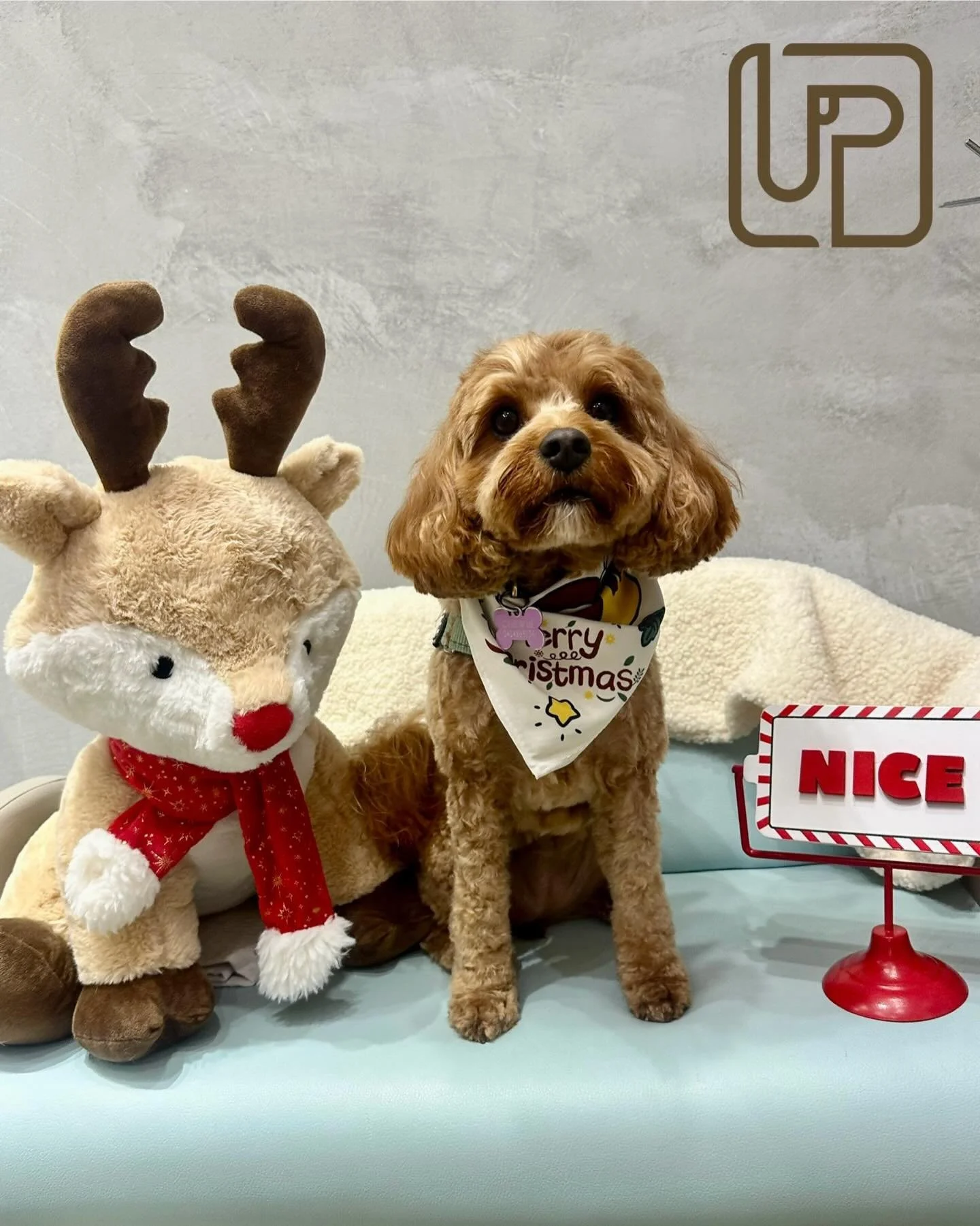 A little Christmas throwback 🎄🐾
Fresh grooms, festive vibes, and very good dogs.

More festive faces coming soon ✨🐶

#UrbanimalsPet #ZetlandDogs #ChristmasRecap #MoreComing