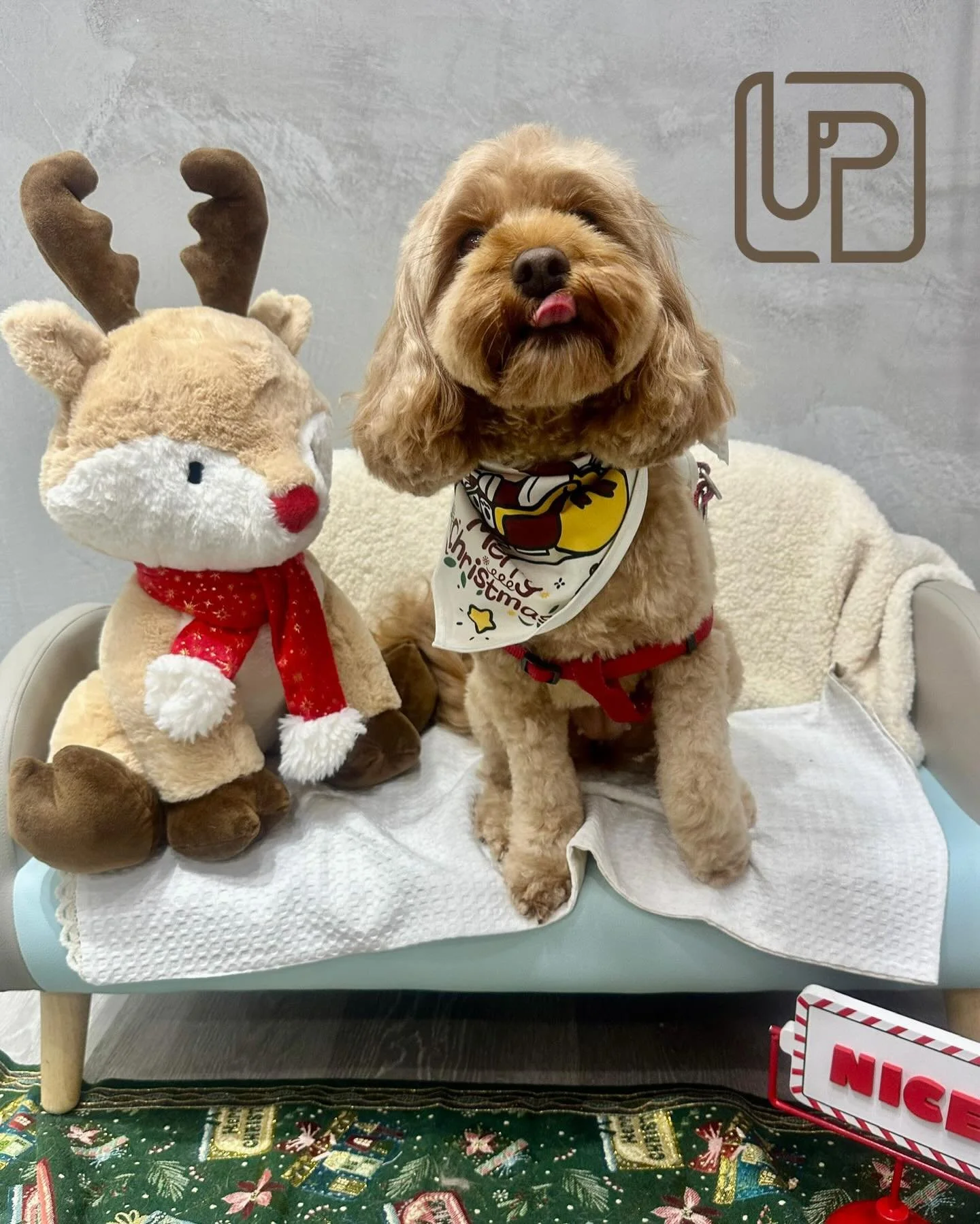 A little Christmas throwback 🎄🐾
Fresh grooms, festive vibes, and very good dogs.

More festive faces coming soon ✨🐶

#UrbanimalsPet #ZetlandDogs #ChristmasRecap #MoreComing