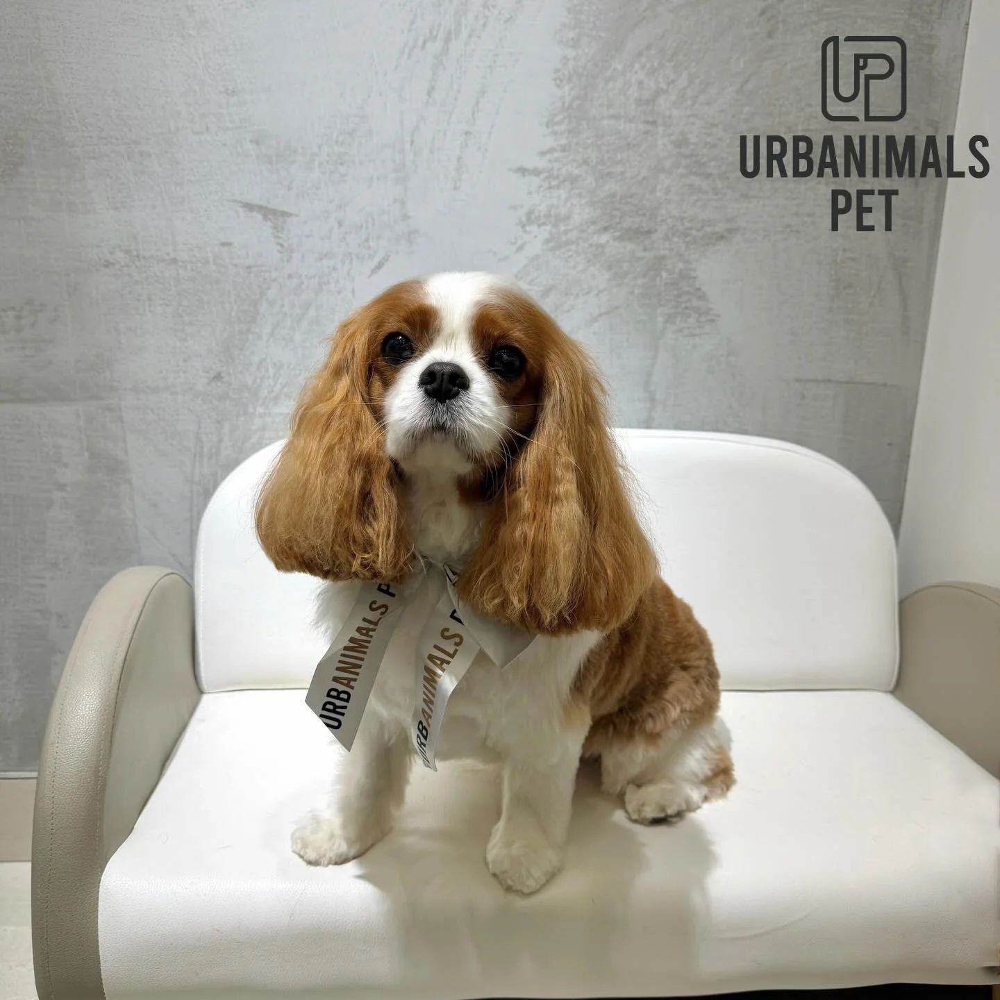 Gorgeous @herecomesbaileyboy looking mighty handsome after his pampering session! 💅🐾🫢
#urbanimalspetwahroonga #urbanimalspet #wahroonga #doggroomingsydney #cavalier