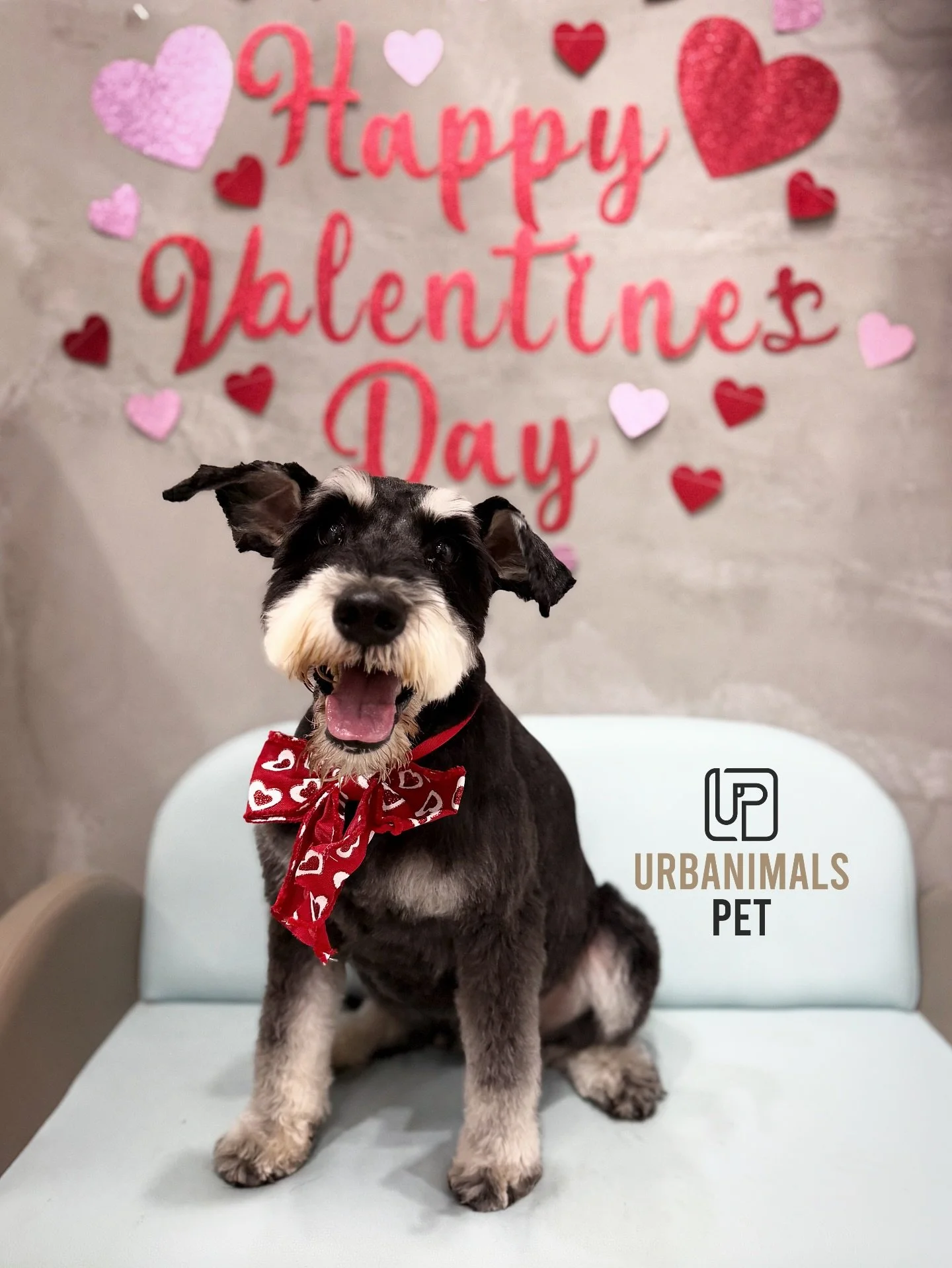Love is in the fur this week at Urbanimals Pet Zetland 💘🐾
Our little Valentines are serving looks and stealing hearts in their red heart bows ❤️✨ Fresh grooms, fluffy cuddles, and the sweetest faces you ever did see 🥰 We are OBSESSED.
Which pup is