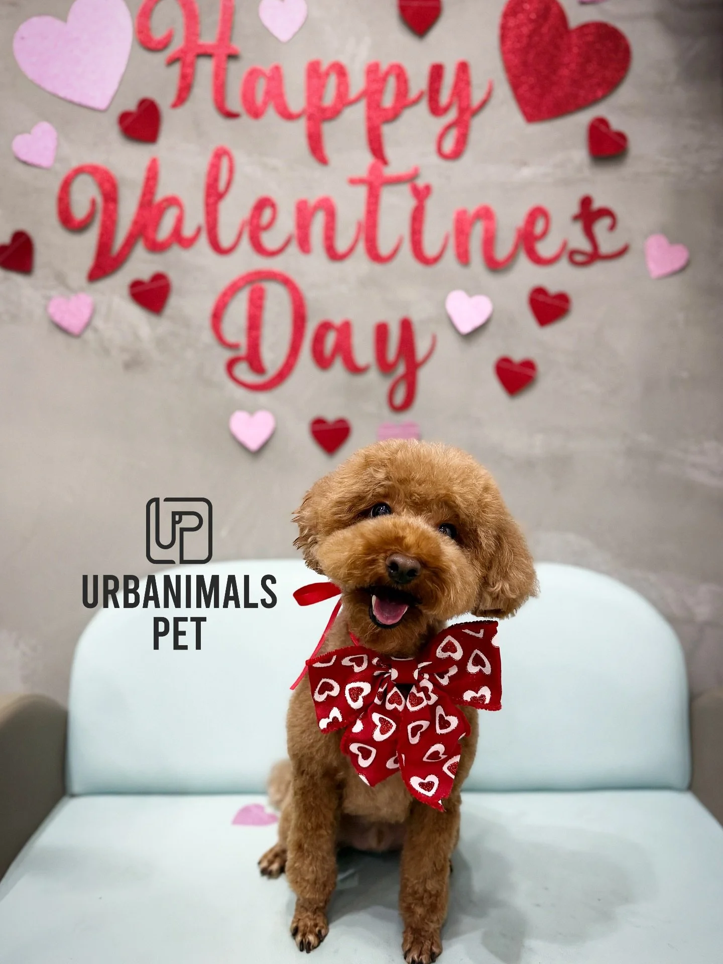 Love is in the fur this week at Urbanimals Pet Zetland 💘🐾
Our little Valentines are serving looks and stealing hearts in their red heart bows ❤️✨ Fresh grooms, fluffy cuddles, and the sweetest faces you ever did see 🥰 We are OBSESSED.
Which pup is