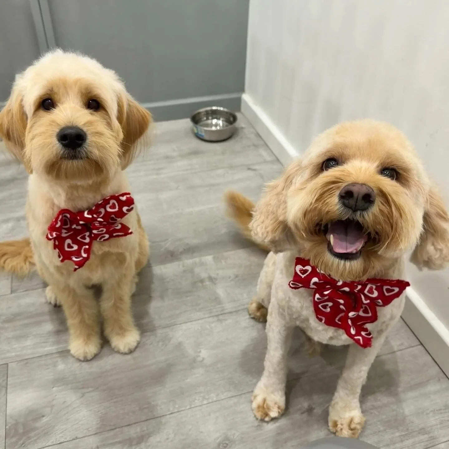 A little late&hellip; but the love is still fresh 💘

Our Valentine&rsquo;s Day cuties, all groomed up and looking extra adorable with their festive bows ❤️ Better late than never!😉

#urbanimalspetwahroonga #urbanimalspet #valentinesday❤️ #dogvalent