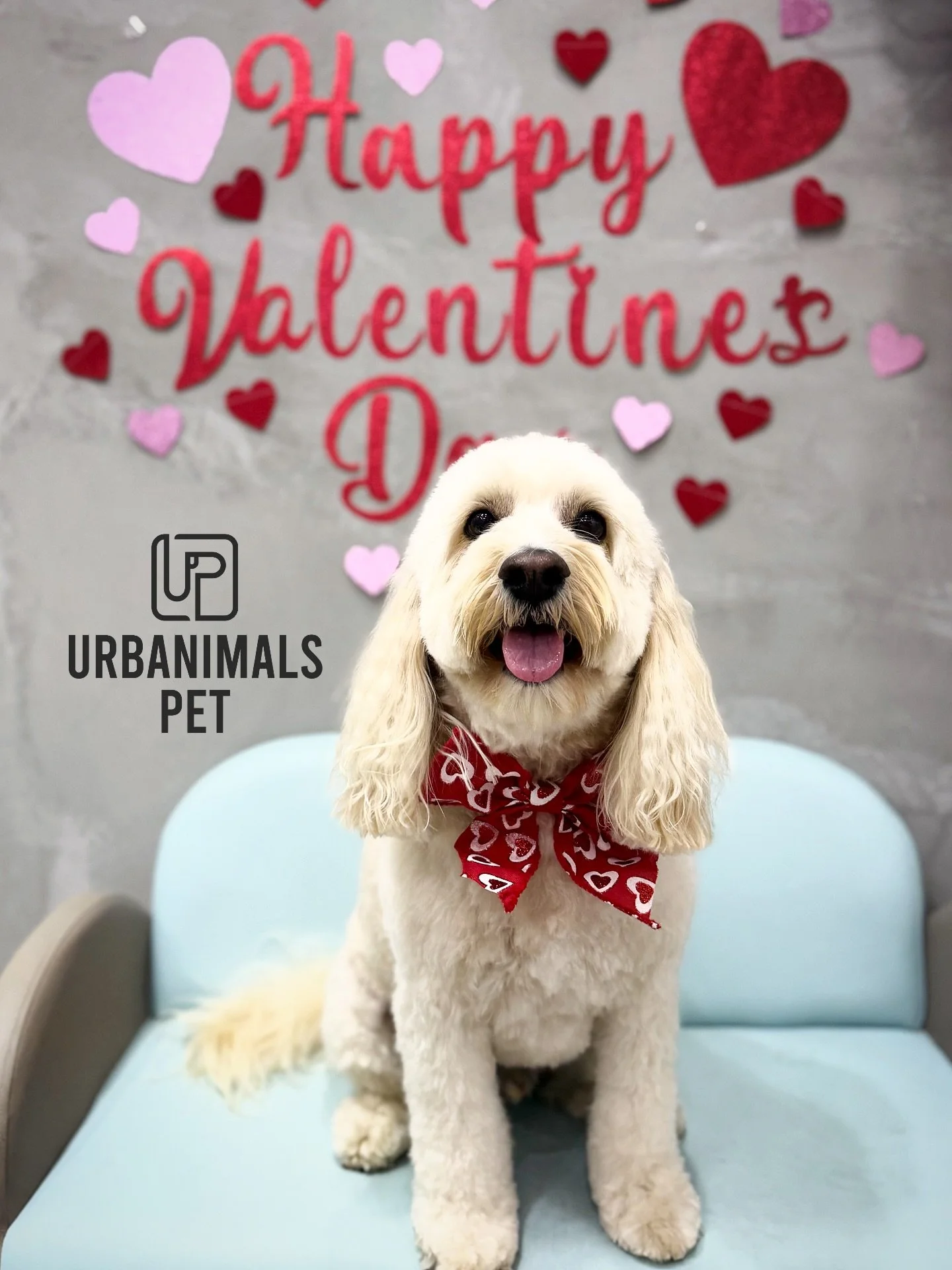 Love is in the fur this week at Urbanimals Pet Zetland 💘🐾
Our little Valentines are serving looks and stealing hearts in their red heart bows ❤️✨ Fresh grooms, fluffy cuddles, and the sweetest faces you ever did see 🥰 We are OBSESSED.
Which pup is