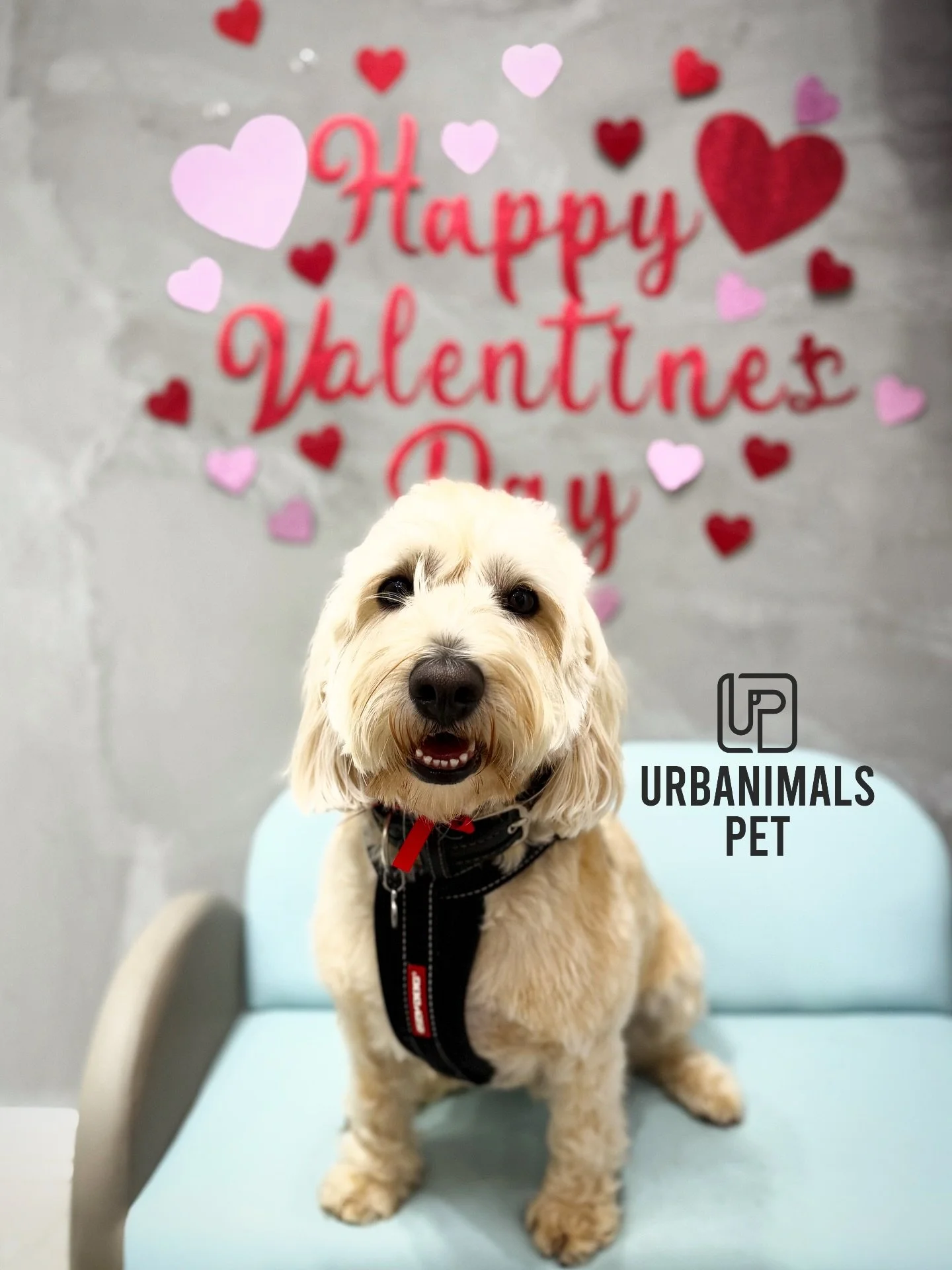 Love is in the fur this week at Urbanimals Pet Zetland 💘🐾
Our little Valentines are serving looks and stealing hearts in their red heart bows ❤️✨ Fresh grooms, fluffy cuddles, and the sweetest faces you ever did see 🥰 We are OBSESSED.
Which pup is