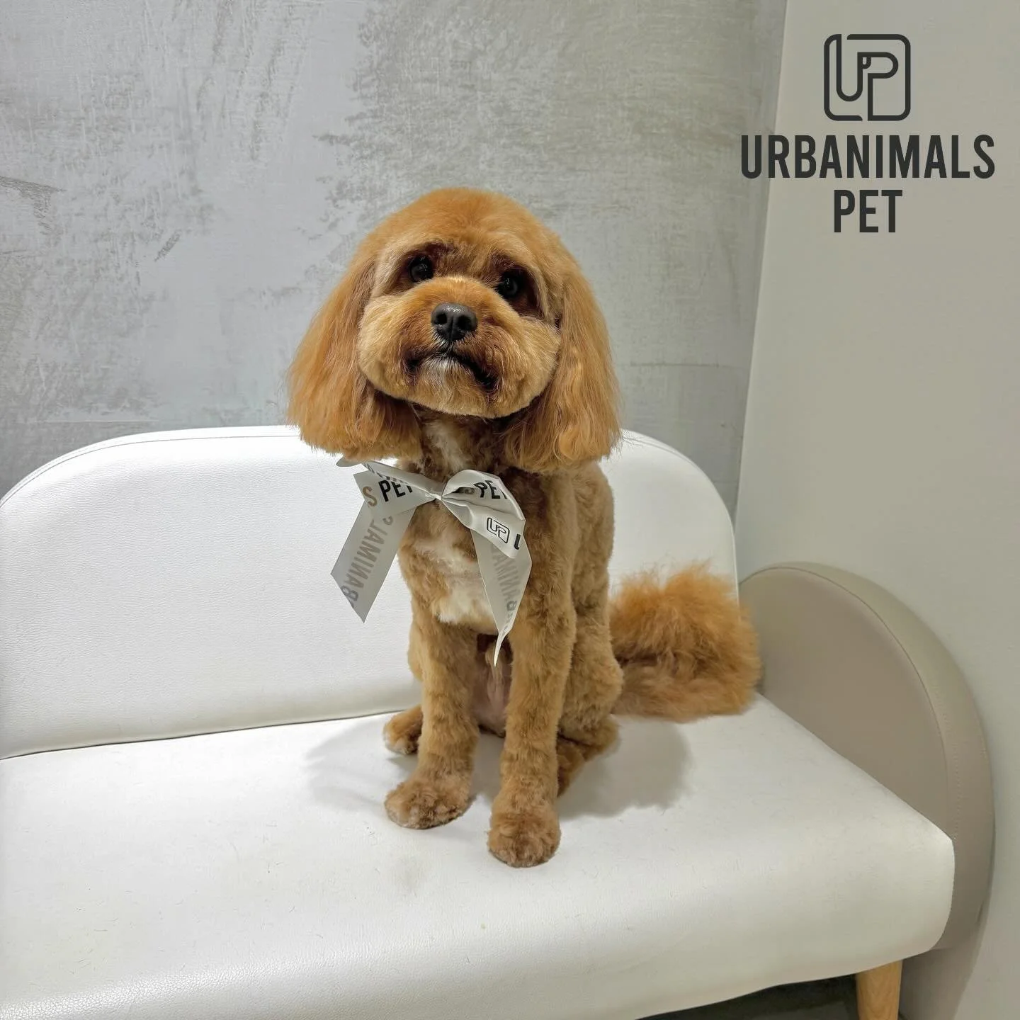 Sweet boy Rufus visited us for his first groom 💙 Such a gentle little dude and left looking extra handsome!🐾
#urbanimalspetwahroonga #urbanimalspet #wahroonga #yourlocal #cavoodle