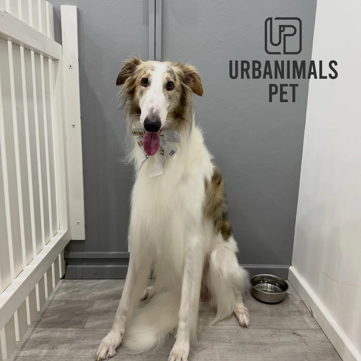 This Big Handsome Boy Oshy the Borzoi visited us for the first time! Such a gentle giant! &hearts;️🐾
#urbanimalspetwahroonga #urbanimalspet #borzoi #borzoisofinstagram #dogsofinstagram