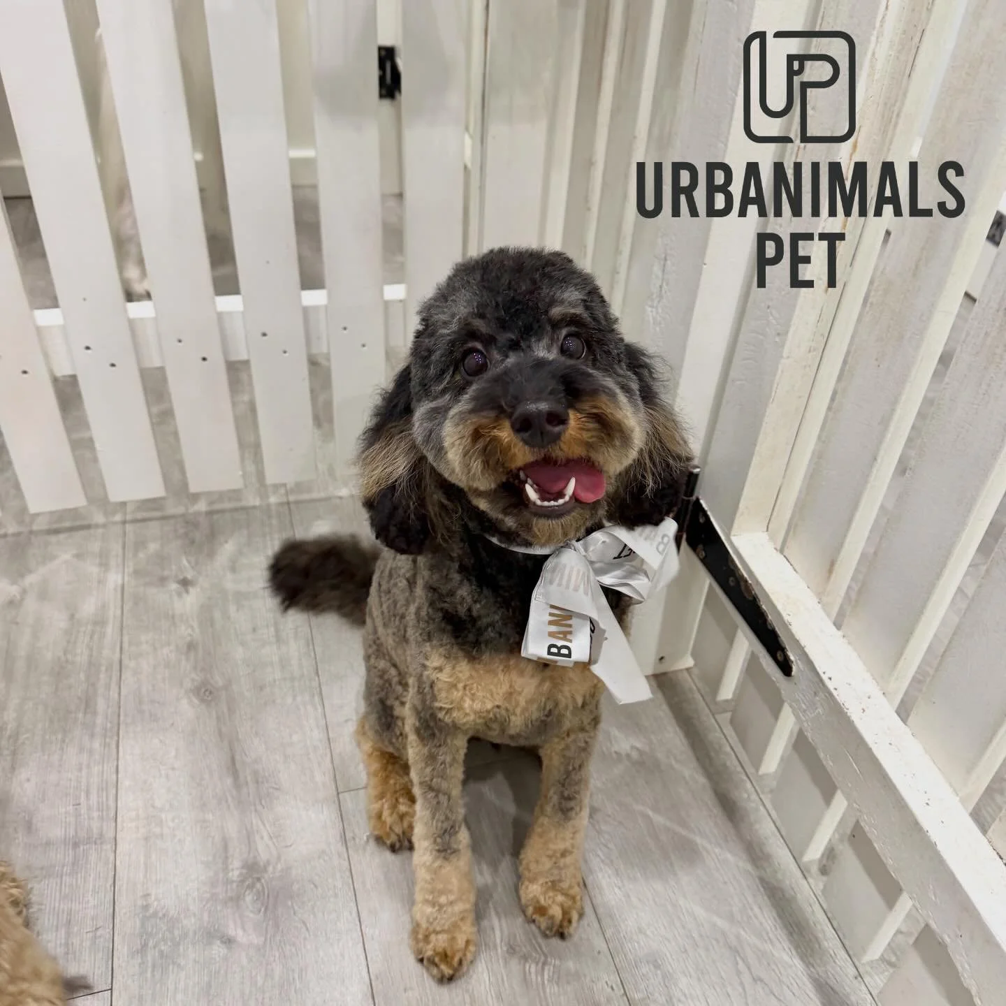 Raphael looking mighty handsome after his regular full groom!! 🫢🐾&hearts;️
#urbanimalspetwahroonga #urbanimalspet #dogsofinstagram #cavoodle #doggrooming