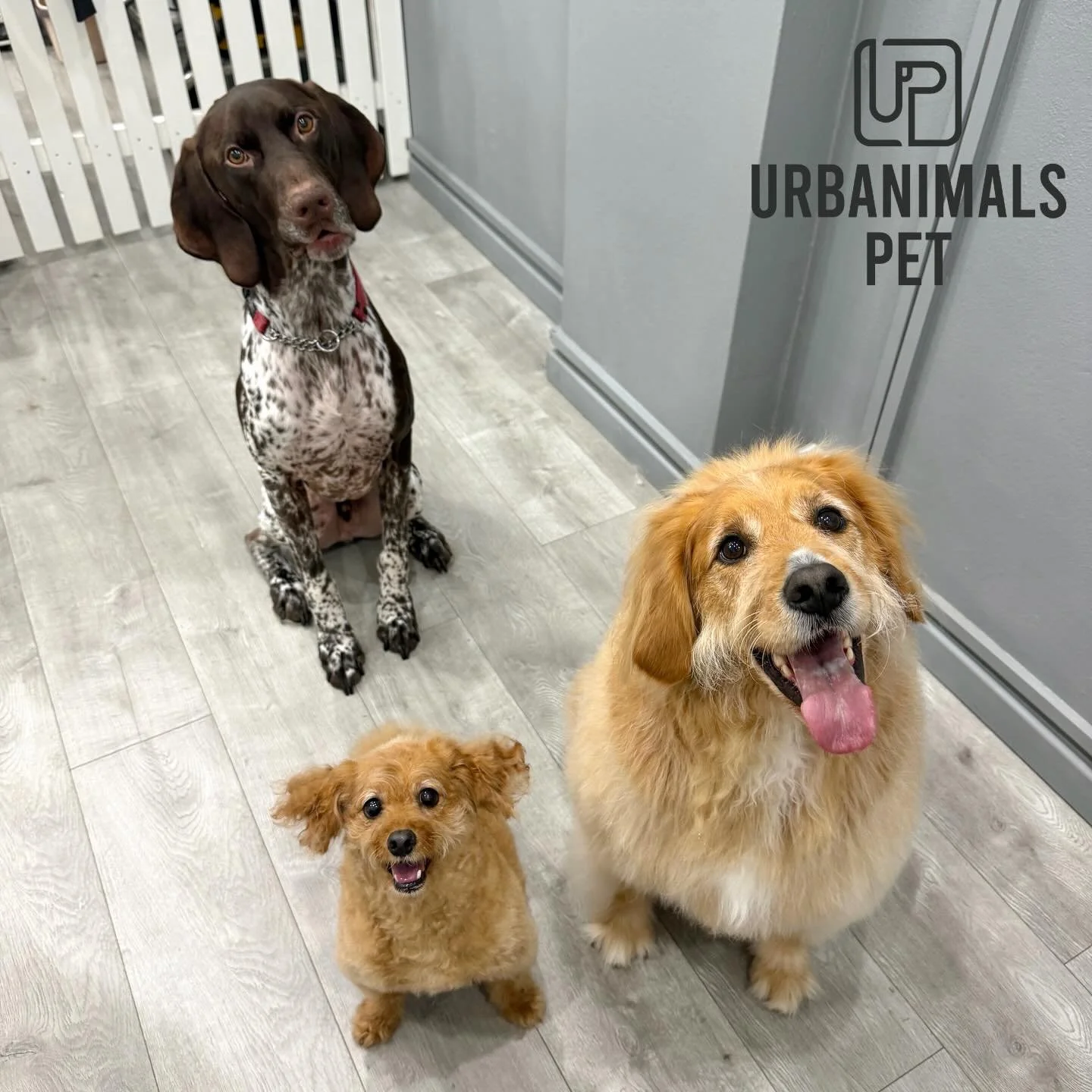 Twins Poppy and Ralphy sitting so nicely for their treats 🐾 Ft.  our resident good boy Broc making sure he doesn&rsquo;t miss out either 😉🐾
#urbanimalspetwahroonga #urbanimalspet #doggydaycaresydney #doubletrouble👯&zwj;♀️ #wahroonga