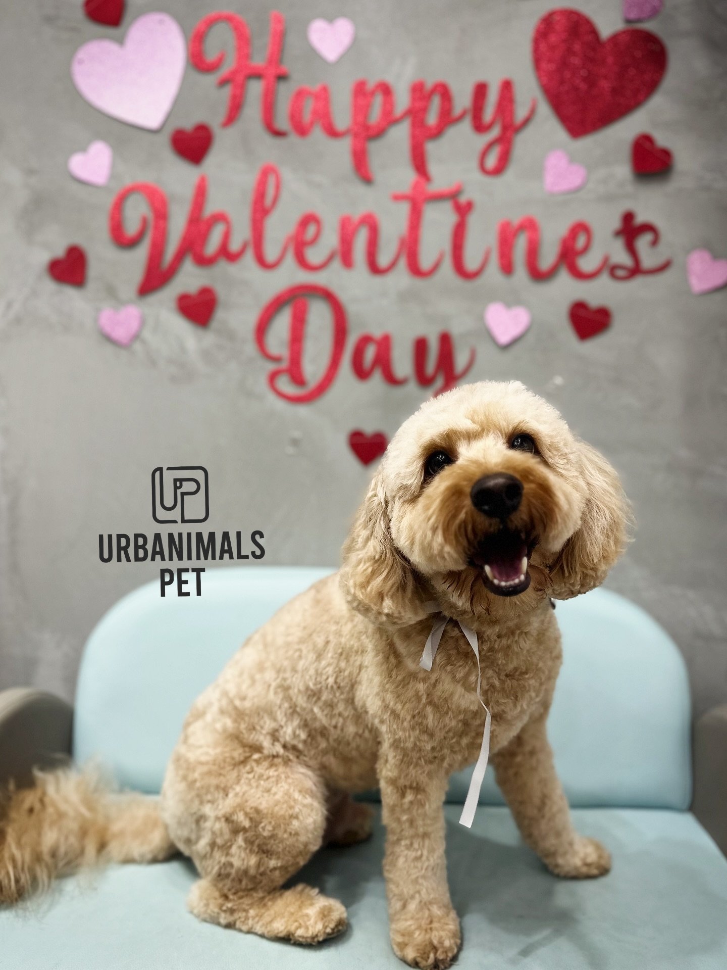 Finishing off our month of LOVE with this Valentine&rsquo;s cuteness overload 💘🐾
Fresh grooms, red heart bows, and the sweetest little faces. We are still OBSESSED ❤️✨🥰
Thank you to all our beautiful clients for celebrating with us and trusting us