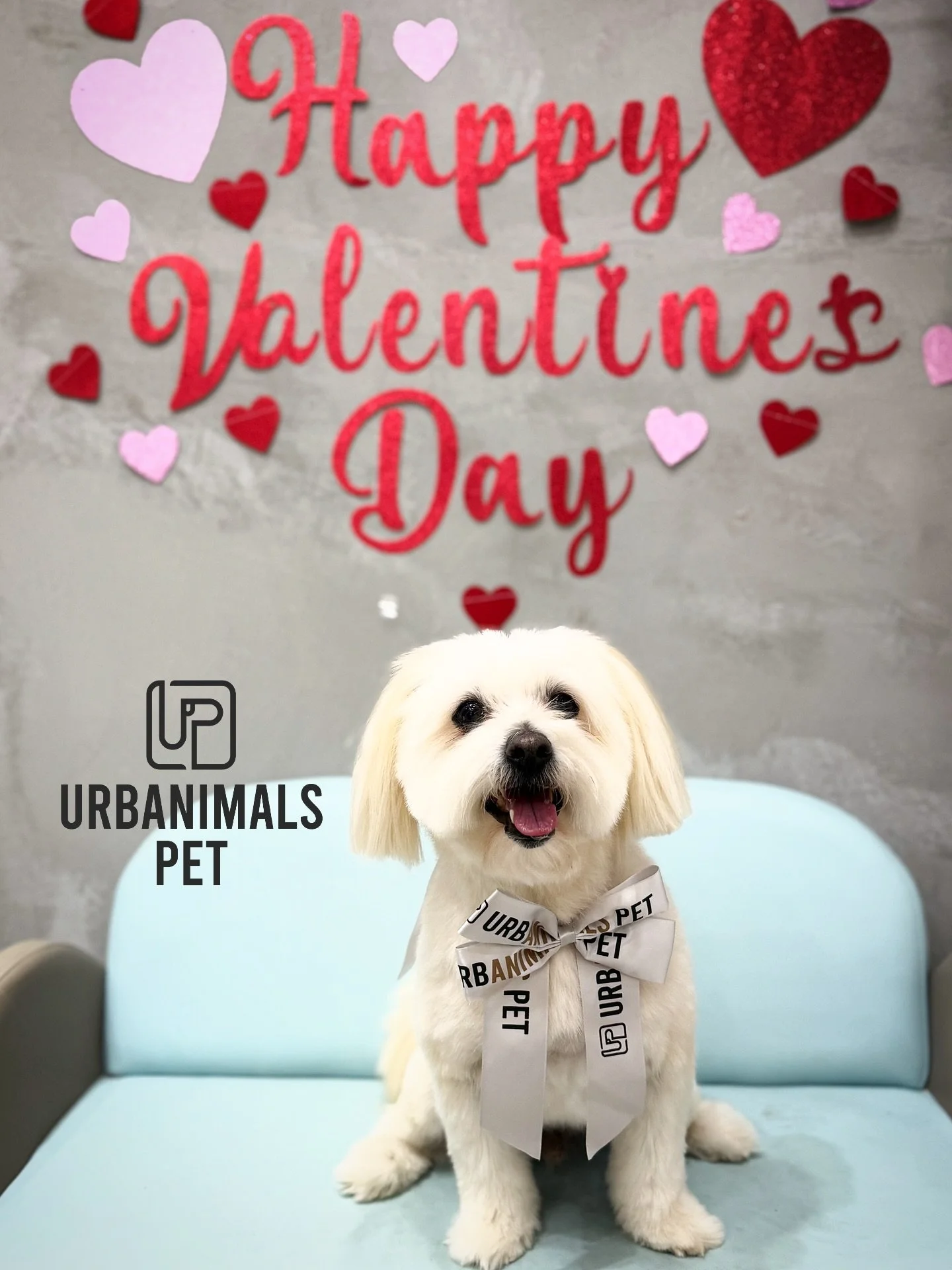 Finishing off our month of LOVE with this Valentine&rsquo;s cuteness overload 💘🐾
Fresh grooms, red heart bows, and the sweetest little faces. We are still OBSESSED ❤️✨🥰
Thank you to all our beautiful clients for celebrating with us and trusting us