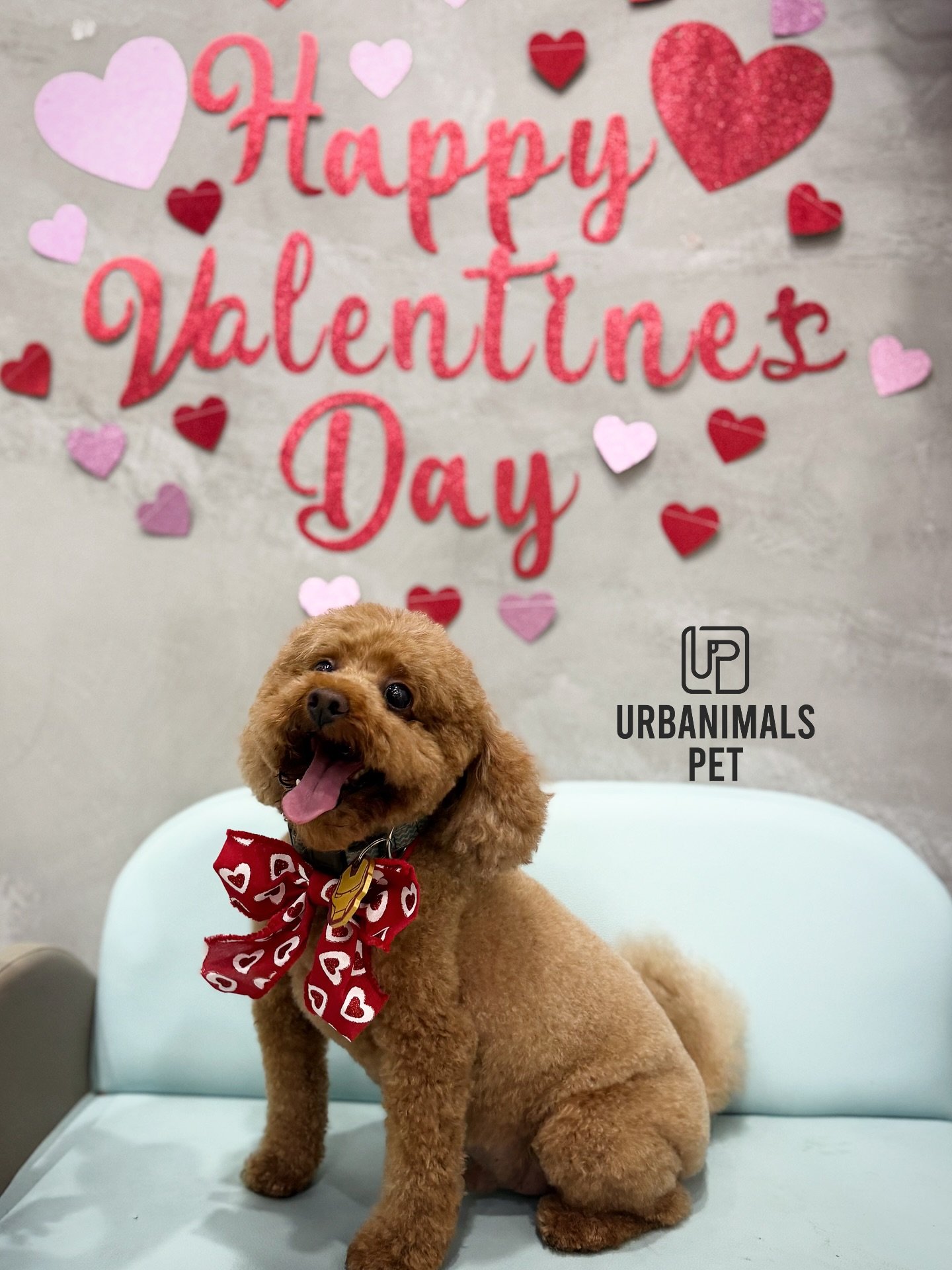 Finishing off our month of LOVE with this Valentine&rsquo;s cuteness overload 💘🐾
Fresh grooms, red heart bows, and the sweetest little faces. We are still OBSESSED ❤️✨🥰
Thank you to all our beautiful clients for celebrating with us and trusting us