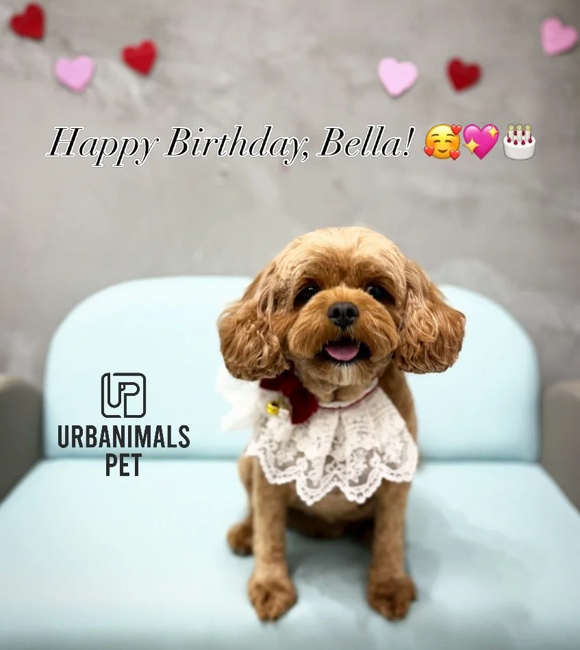 Happy Birthday @bellaslog_toycavoodle 🎂💖🐶
She celebrated her special day the best way we know how: fresh groom, fluffy ears, and feeling fabulous! 💕✂️
We&rsquo;re so lucky to have watched you grow over the years. Here&rsquo;s to another year of t