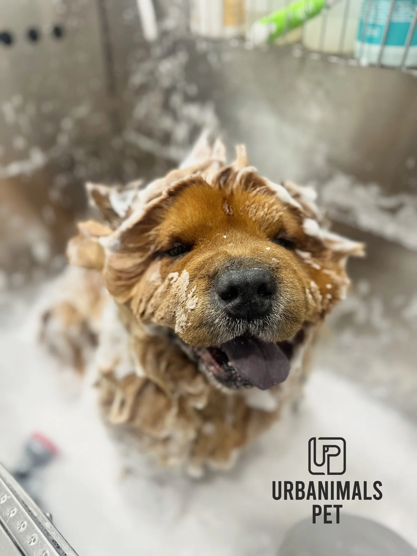 Pablo&rsquo;s monthly wash &amp; tidy day 🛁🫧🐾
This fluffy boy comes to see us every month without a fail and today he was all smiles in the tub. Just look at that happy face! 🐻😍
Fresh wash, a little tidy, and back to being the most handsome chow