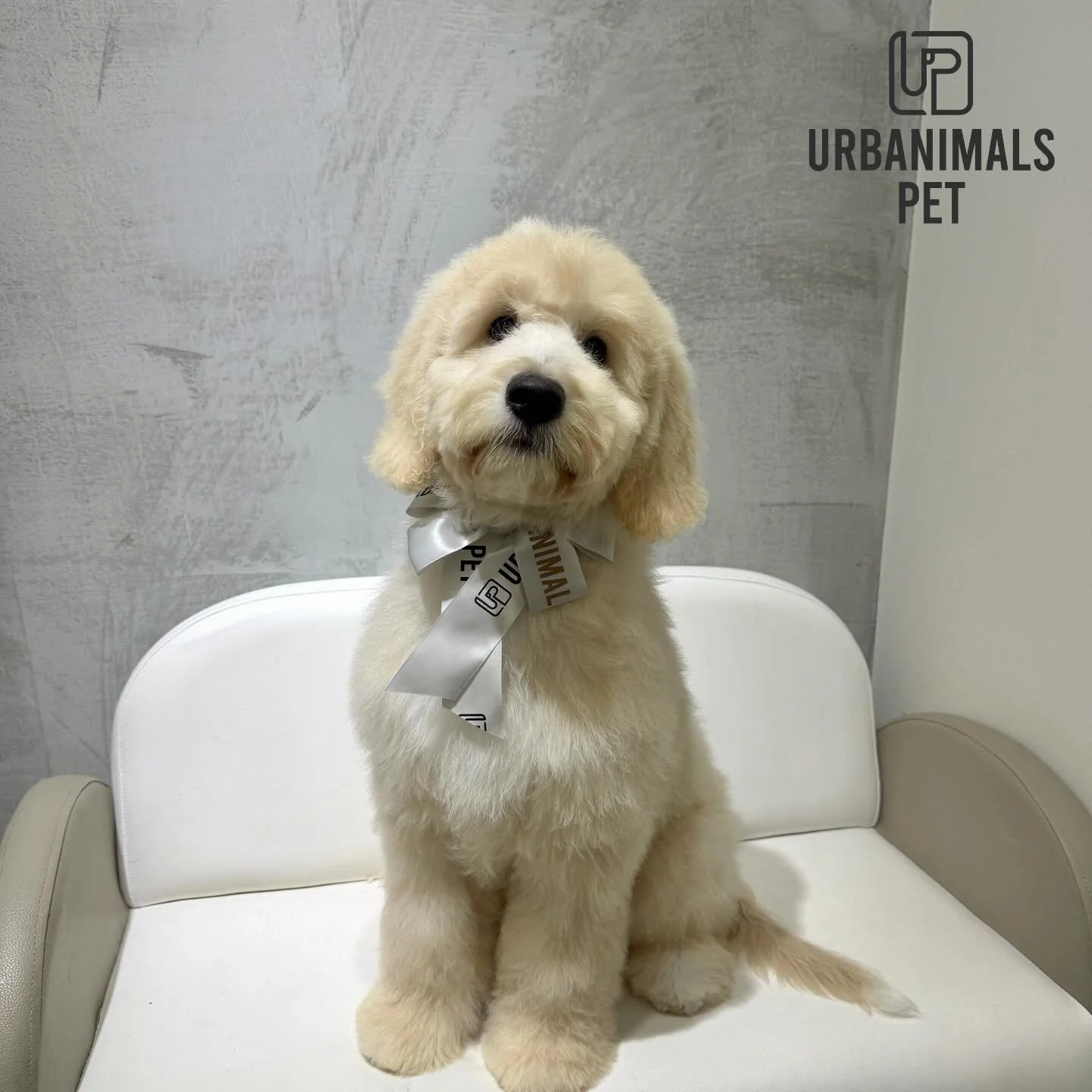 Little Oadie visited us for his first wash &amp; tidy 🐾 such a patient, curious boy!🥰
#urbanimalspetwahroonga #urbanimalspet #groodle #groodlepuppy #firstgroom
