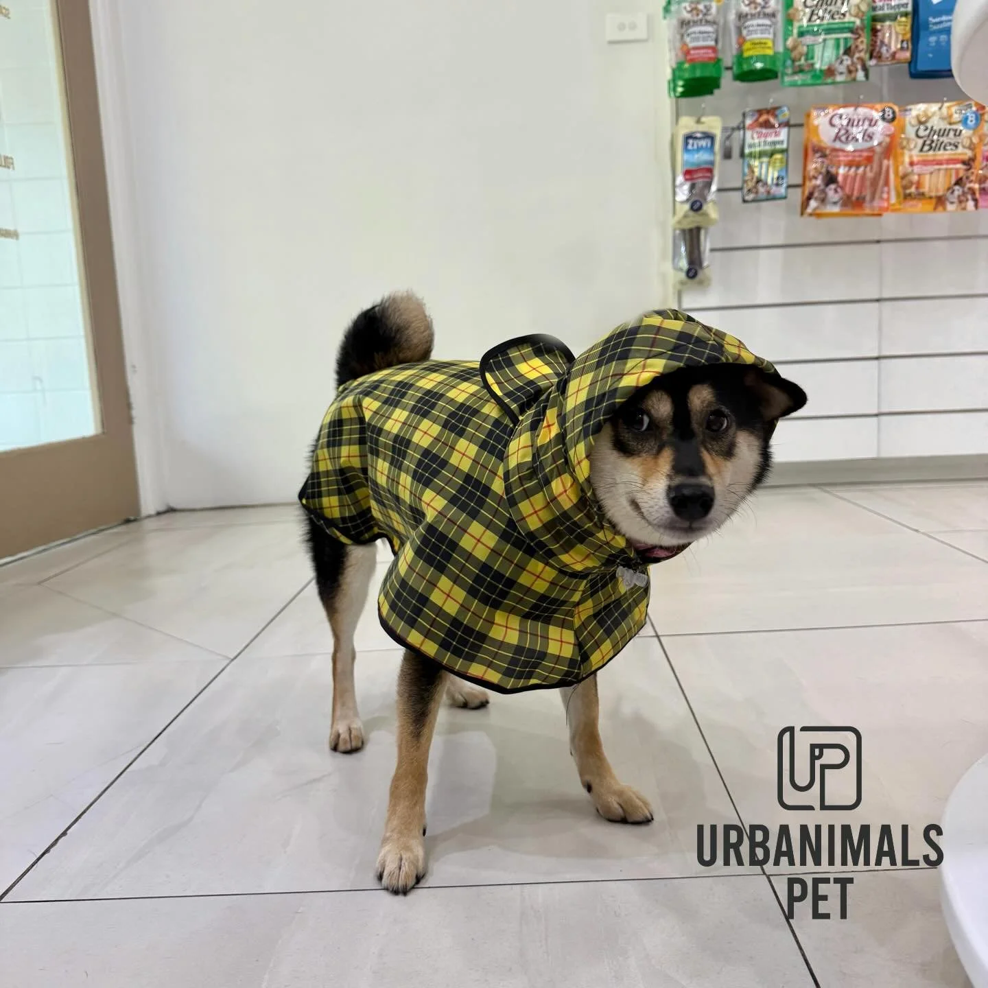 Little Haru is all decked out in her raincoat, ready for these cooler autumn showers ☔️🐾
#urbanimalspetwahroonga #urbanimalspet #shibainu #dograincoat #wahroonga
