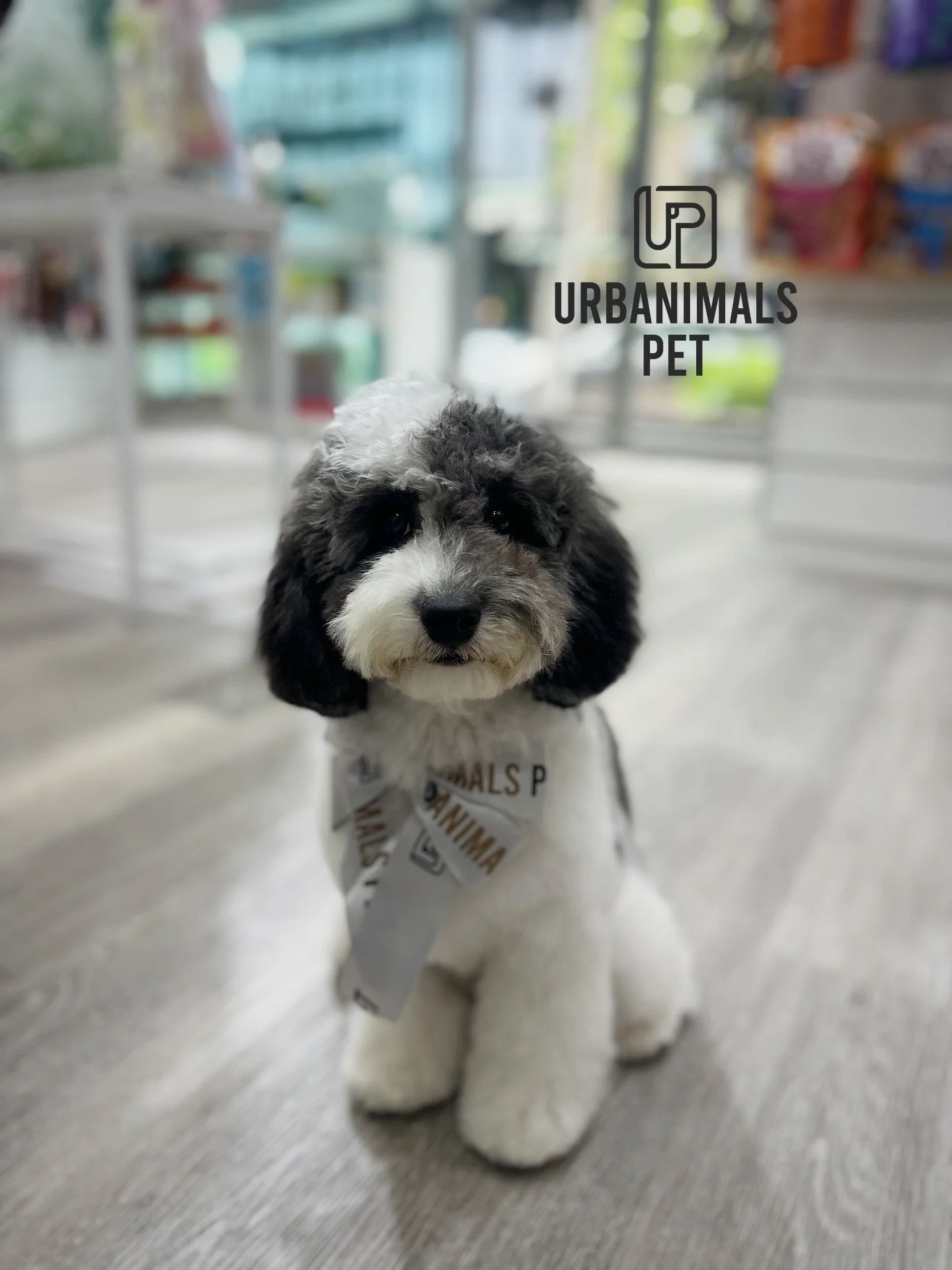 Harriette&rsquo;s very first haircut and we couldn&rsquo;t feel more honoured 💕🐶
This sweet moodle pup came in for her first ever groom and handled her long coat clip like an absolute champ ✨ calm, brave, and oh-so-cute the entire time.
We truly lo