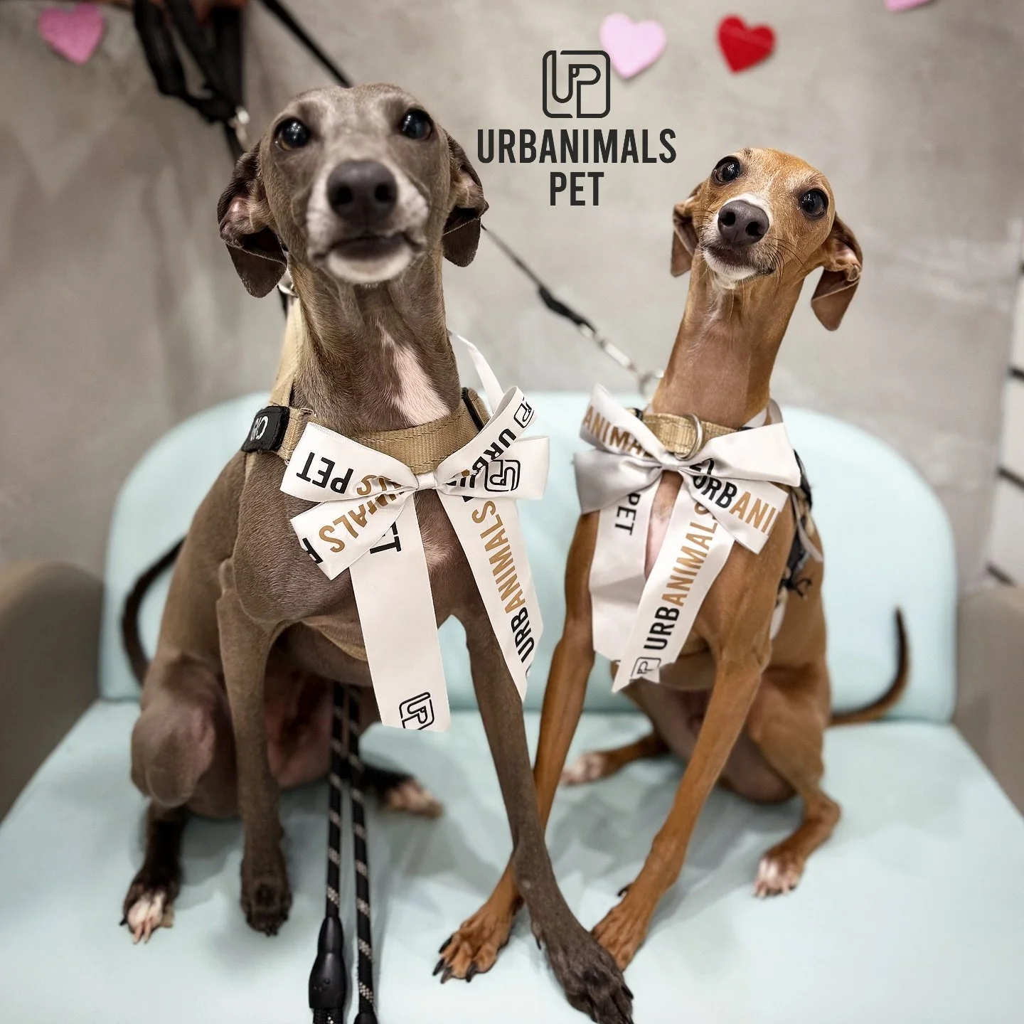 March brought us a whole lot of fresh grooms, fluffy faces, and pups ready for their close-up 🐾✨
Straight off the table and into their mini photoshoot &mdash; and honestly, they all understood the assignment 📸😍
We&rsquo;re still not over these cut