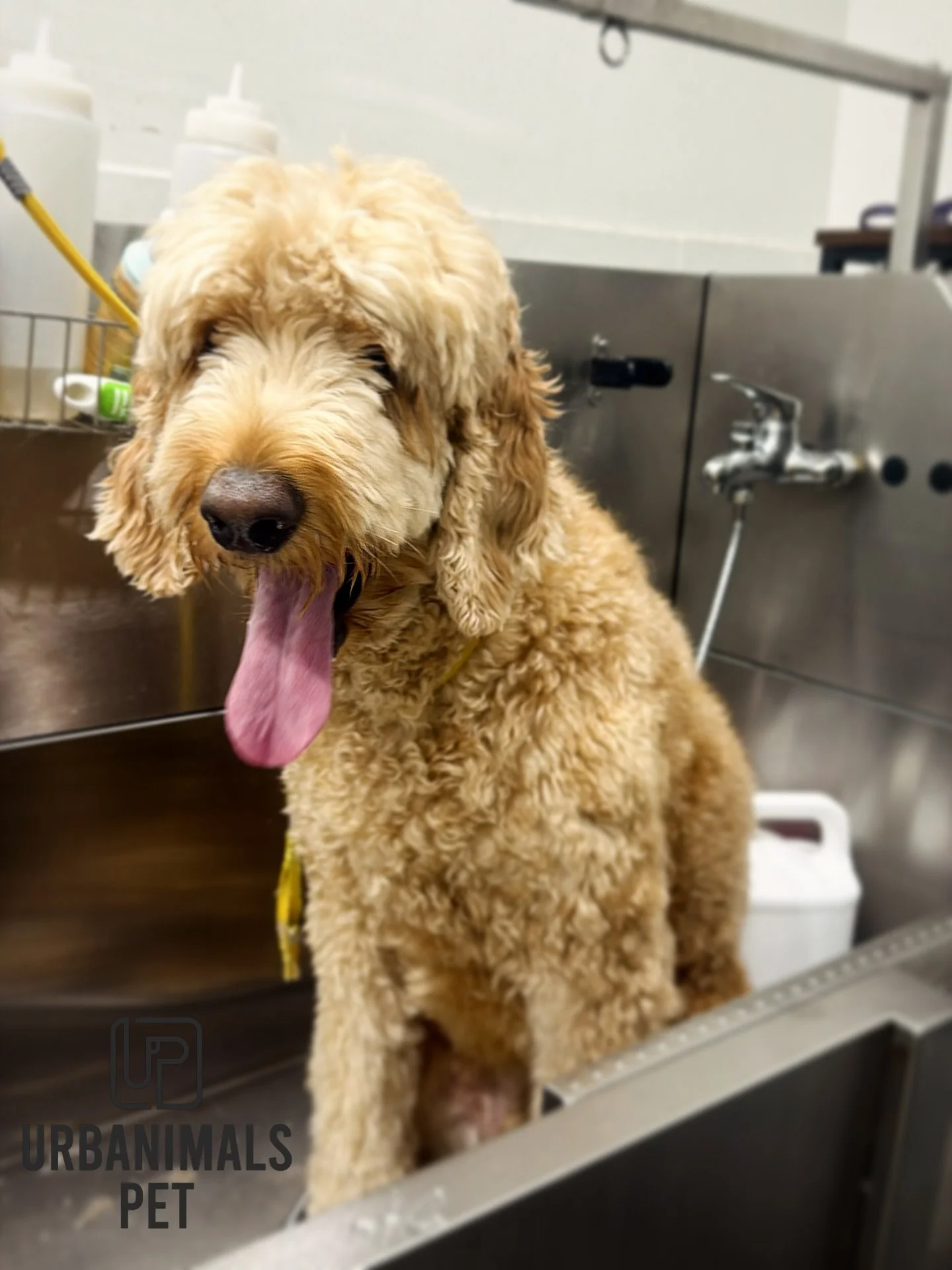 Nash came for a wash &amp; tidy&hellip; left looking like a handsome cloud ☁️ ready to steal your girl with a smile that could steal hearts 😁😏✨
Fluff level: expert
Teeth level: chef&rsquo;s kiss 😙🤌

#urbanimalspet #doggrooming #furbaby #dogsofzet