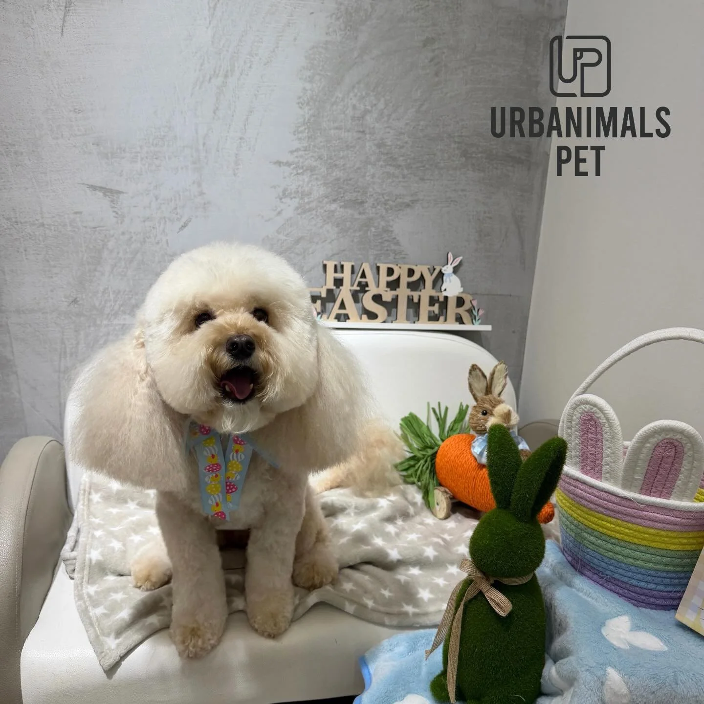 Some of our Easter cuties, all pampered and ready for Easter 🐰Pt. 2
#urbanimalspetwahroonga #urbanimalspet #wahroonga #doggrooming #easter