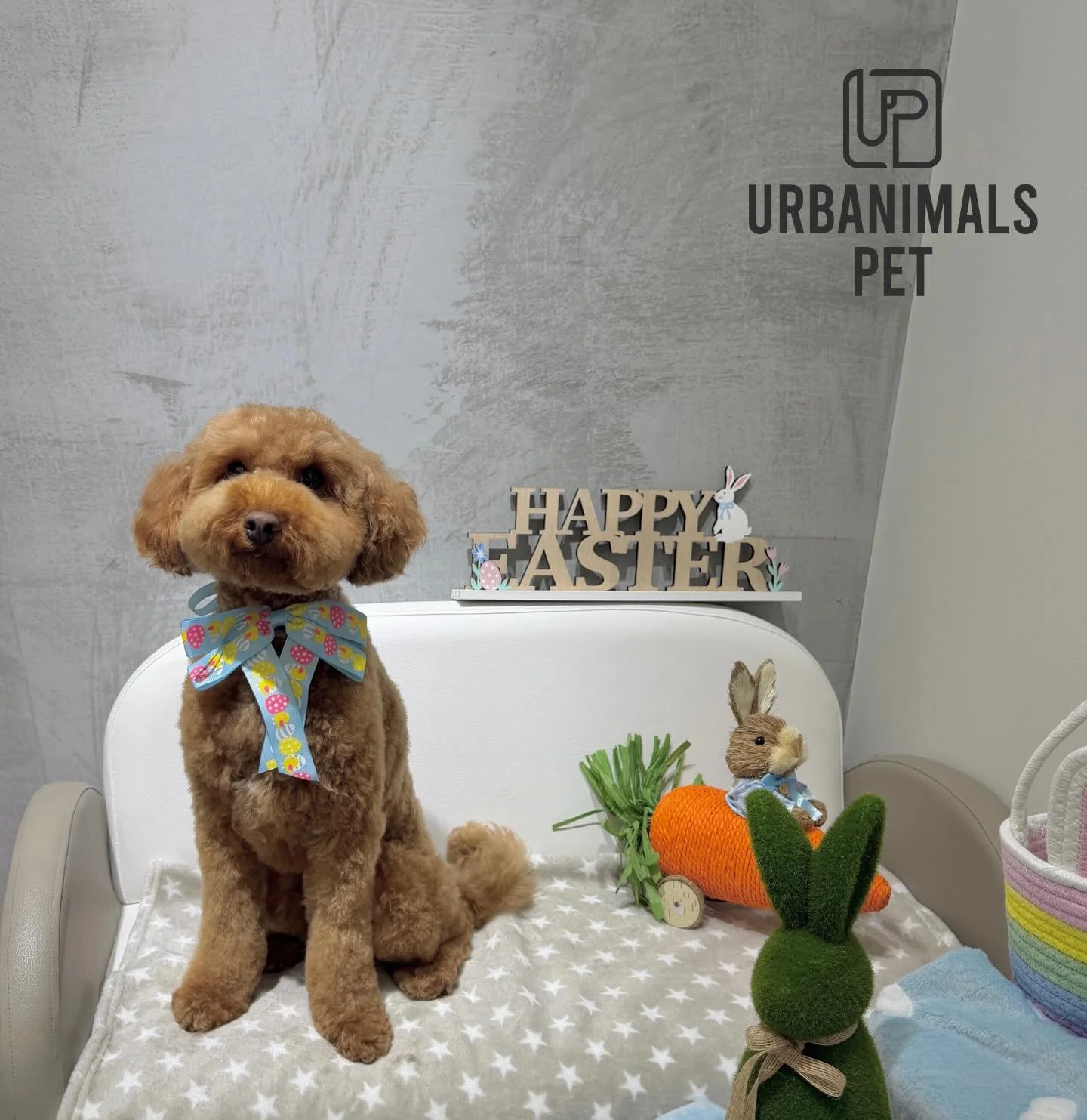 Some of our Easter cuties, all pampered and ready for Easter 🐰Pt.1 
#urbanimalspetwahroonga #urbanimalspet #wahroonga #doggrooming #easter