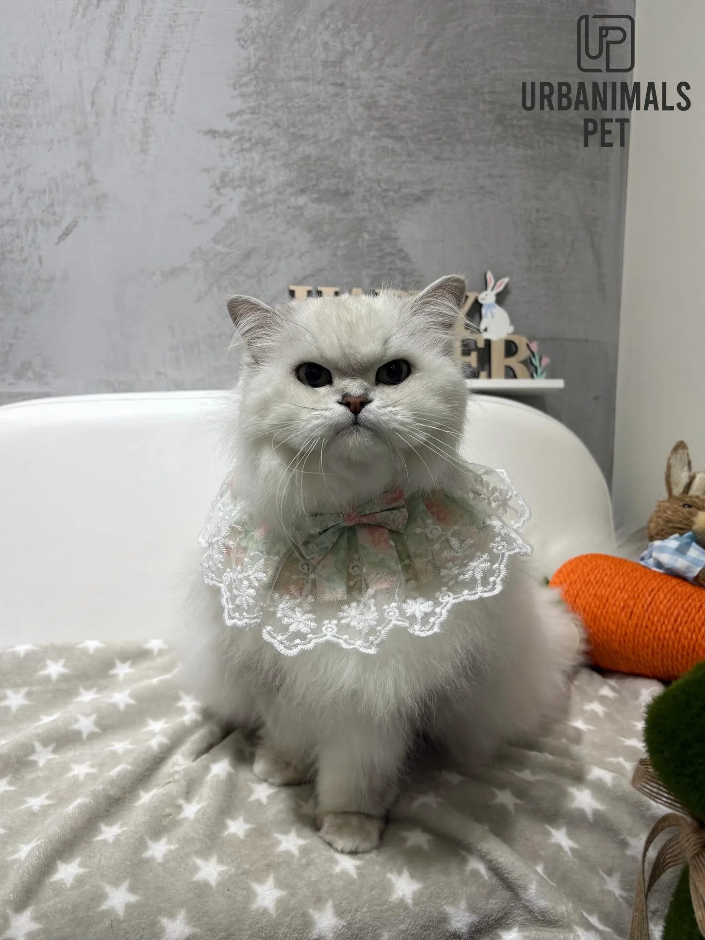 Miss Holly&rsquo;s first visit with us, just in time for Easter. Such a pretty girl 🐰✨
#urbanimalspetwahroonga #urbanimalspet #catgrooming #catgroomer #wahroonga