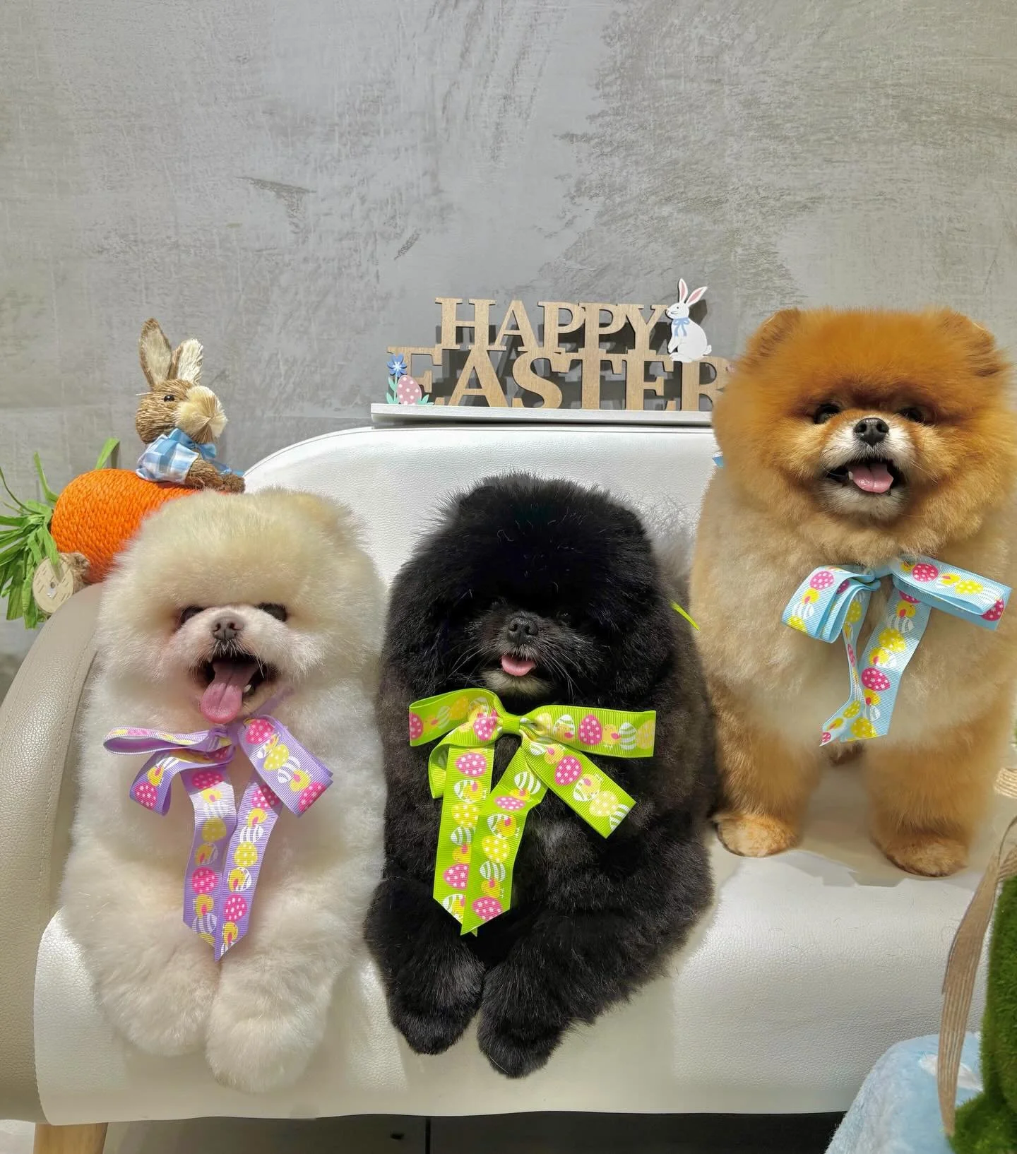 Siblings Driftar, Jet and Hugh all pampered in time for Easter 🐣
#urbanimalspetwahroonga #urbanimalspet #wahroonga #pomeranian #pomeraniangrooming