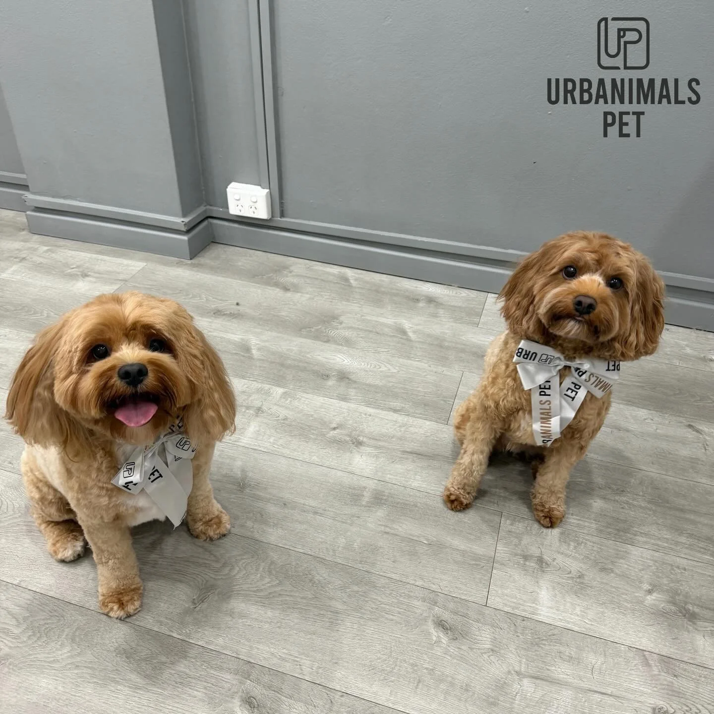 New found besties Rusty and Shadow looking mighty handsome after their regular grooms! 🐾🧡
#urbanimalspetwahroonga #urbanimalspet #cavoodle #cavoodlegram #doggrooming