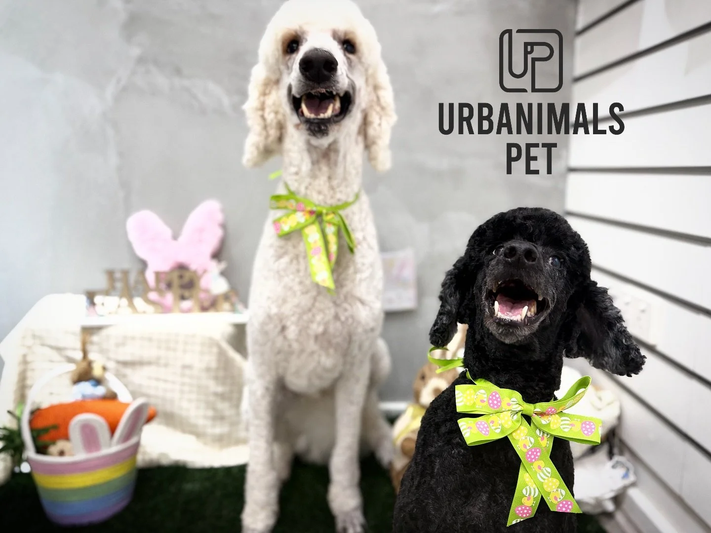 Hope everyone who celebrates had a lovely Easter 🐰🐾✨
We&rsquo;re keeping the Easter cheer going through April 🐣💛 and sharing a few of our favourite salon cuties from the season. Every pup that came through brought their own little personality, an