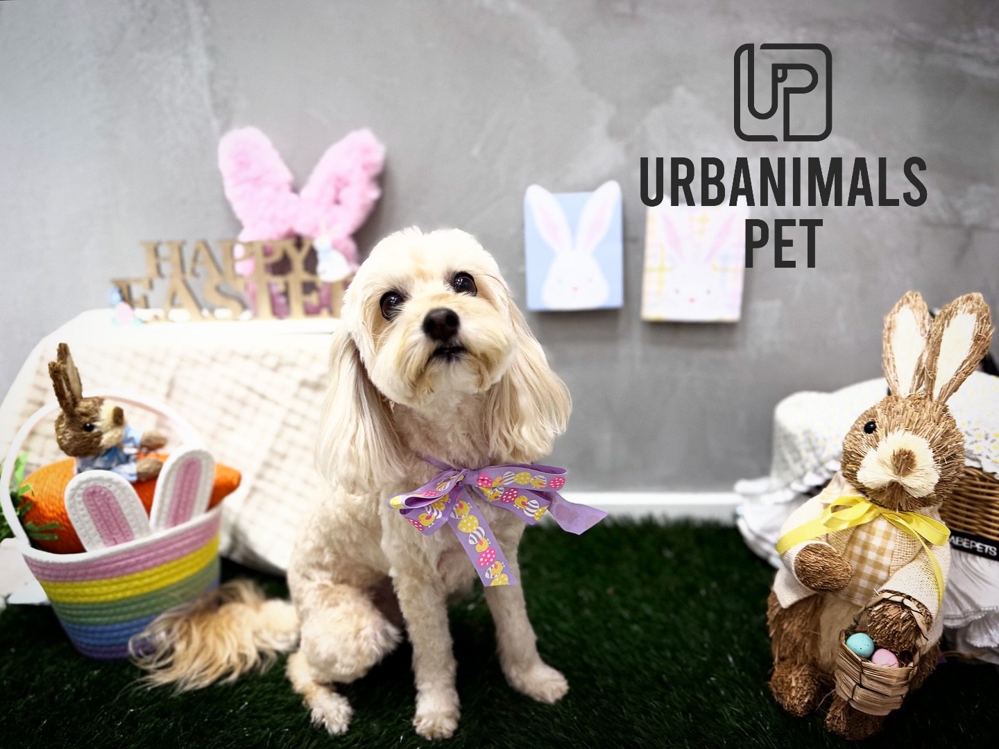 Hope everyone who celebrates had a lovely Easter 🐰🐾✨
We&rsquo;re keeping the Easter cheer going through April 🐣💛 and sharing a few of our favourite salon cuties from the season. Every pup that came through brought their own little personality, an