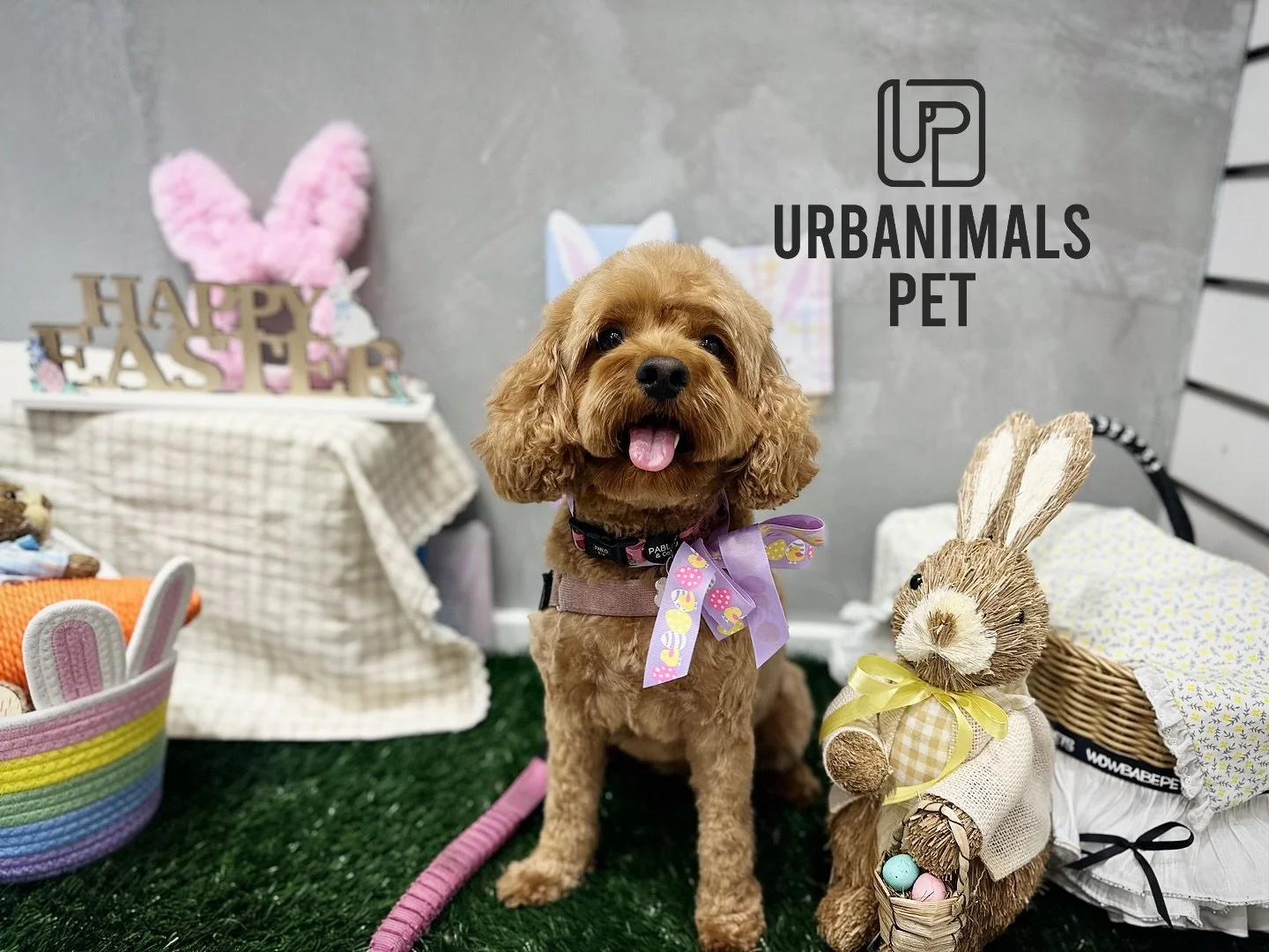 Hope everyone who celebrates had a lovely Easter 🐰🐾✨
We&rsquo;re keeping the Easter cheer going through April 🐣💛 and sharing a few of our favourite salon cuties from the season. Every pup that came through brought their own little personality, an