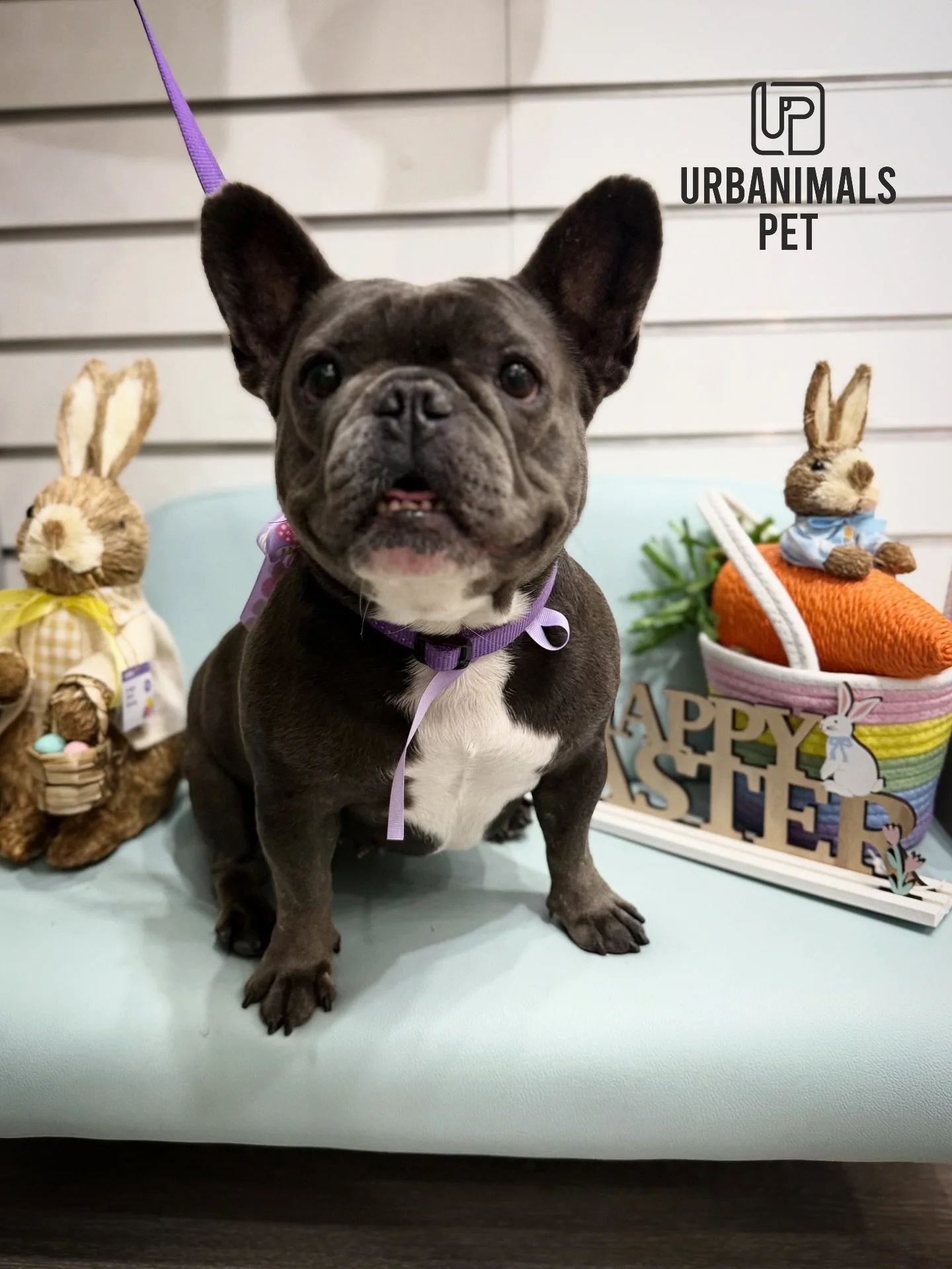 Hope everyone who celebrates had a lovely Easter 🐰🐾✨
We&rsquo;re keeping the Easter cheer going through April 🐣💛 and sharing a few of our favourite salon cuties from the season. Every pup that came through brought their own little personality, an