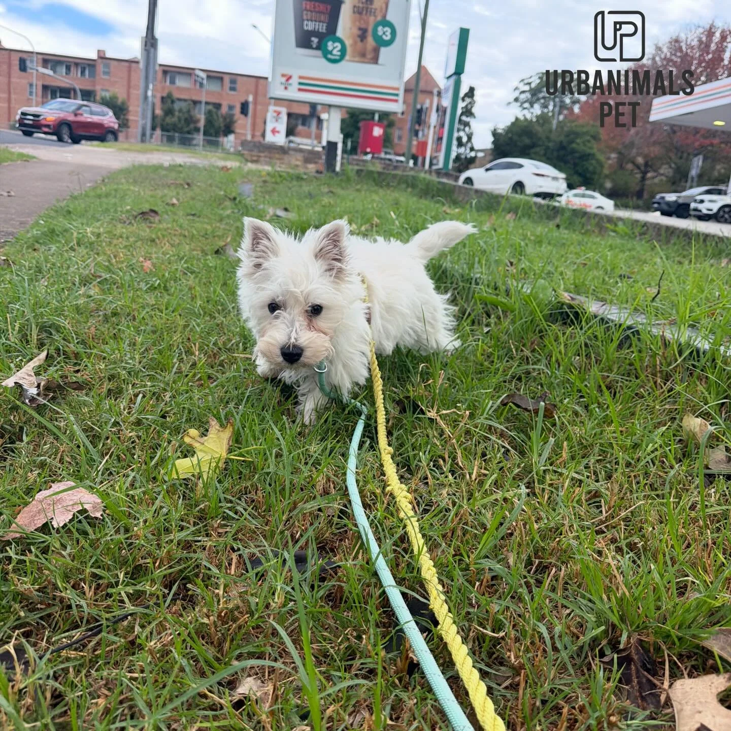 Our newest Monday daycare addition, little Bonnie the Westie pup, having the best time on her fun-filled day. From walkies and playtime with her big mate Broc to a good game of tug, she&rsquo;s fit right in! 🫢🤪🐾