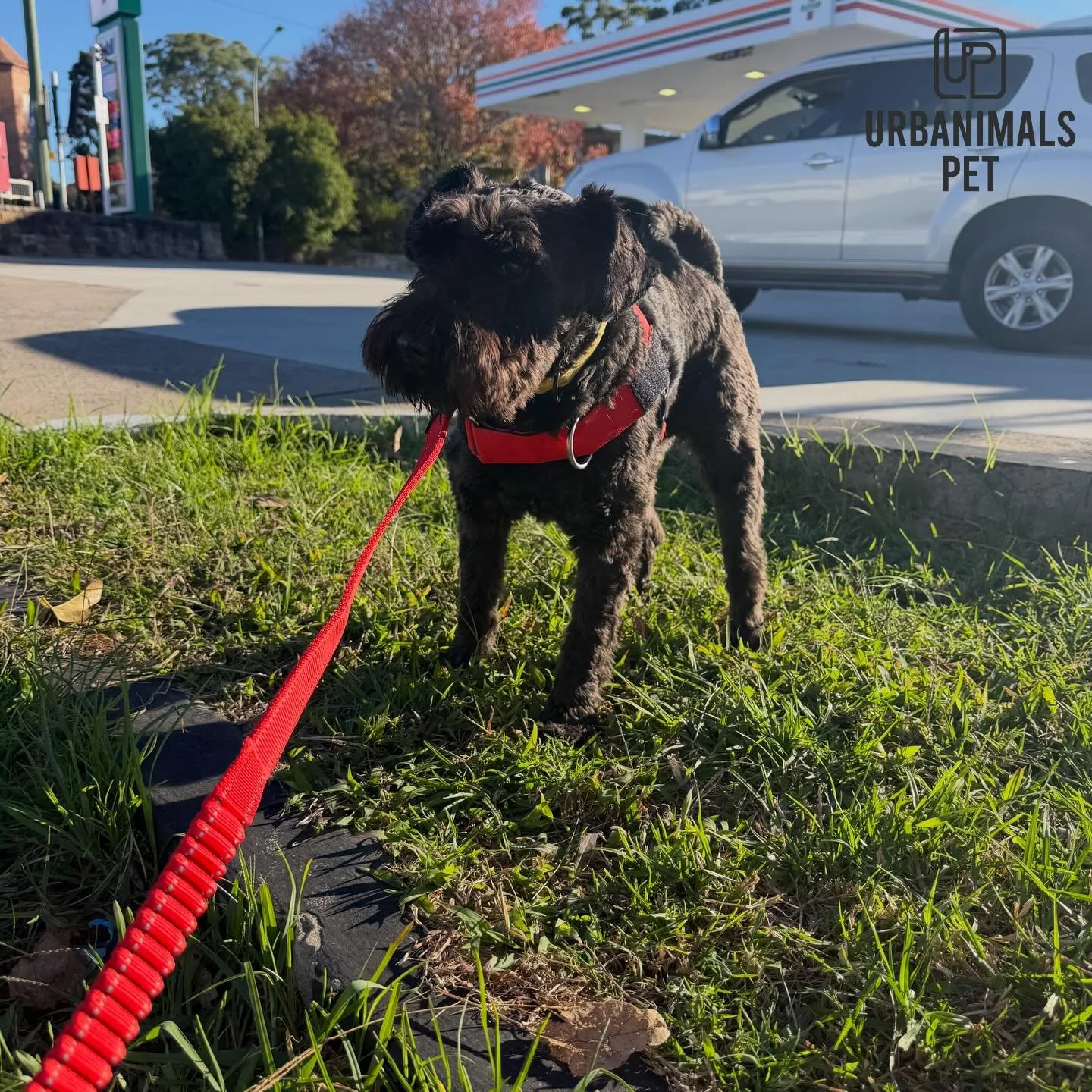 Our newest daycare addition, Mr Hugo the Schnauzer, enjoyed a fun-filled day of play and a lovely walk with the girls!🥰🐾
#urbanimalspetwahroonga #urbanimalspet #schnauzer #doggydaycare #schnauzerworld