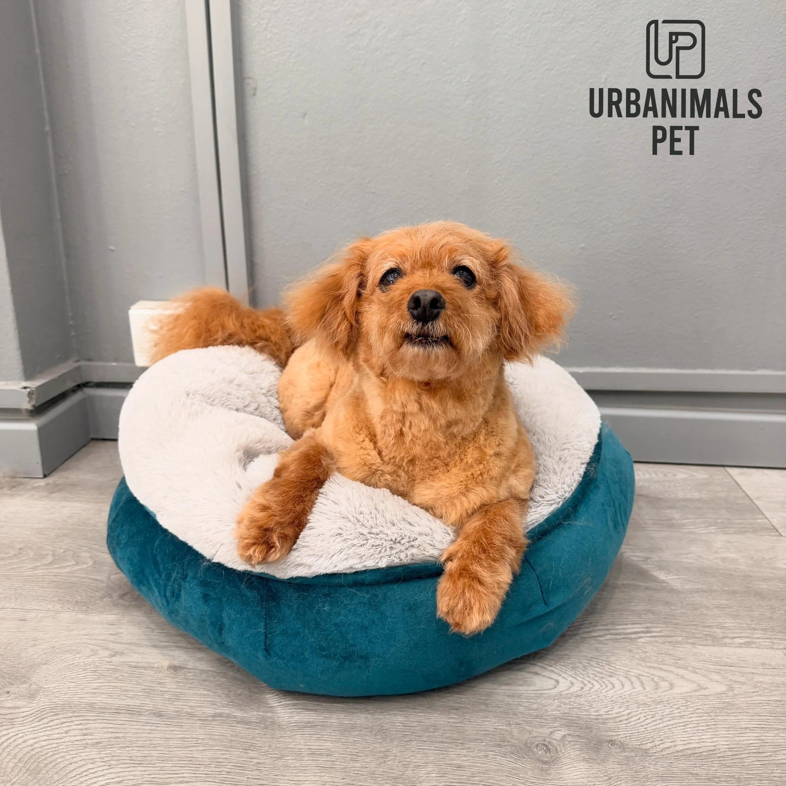 Cheeky girl Poppy lounging in comfort after her fun-filled day at daycare, followed by her regular full groom! 🐾✨
#urbanimalspetwahroonga #urbanimalspet #wahroonga #doggydaycare #doggydaycarelife