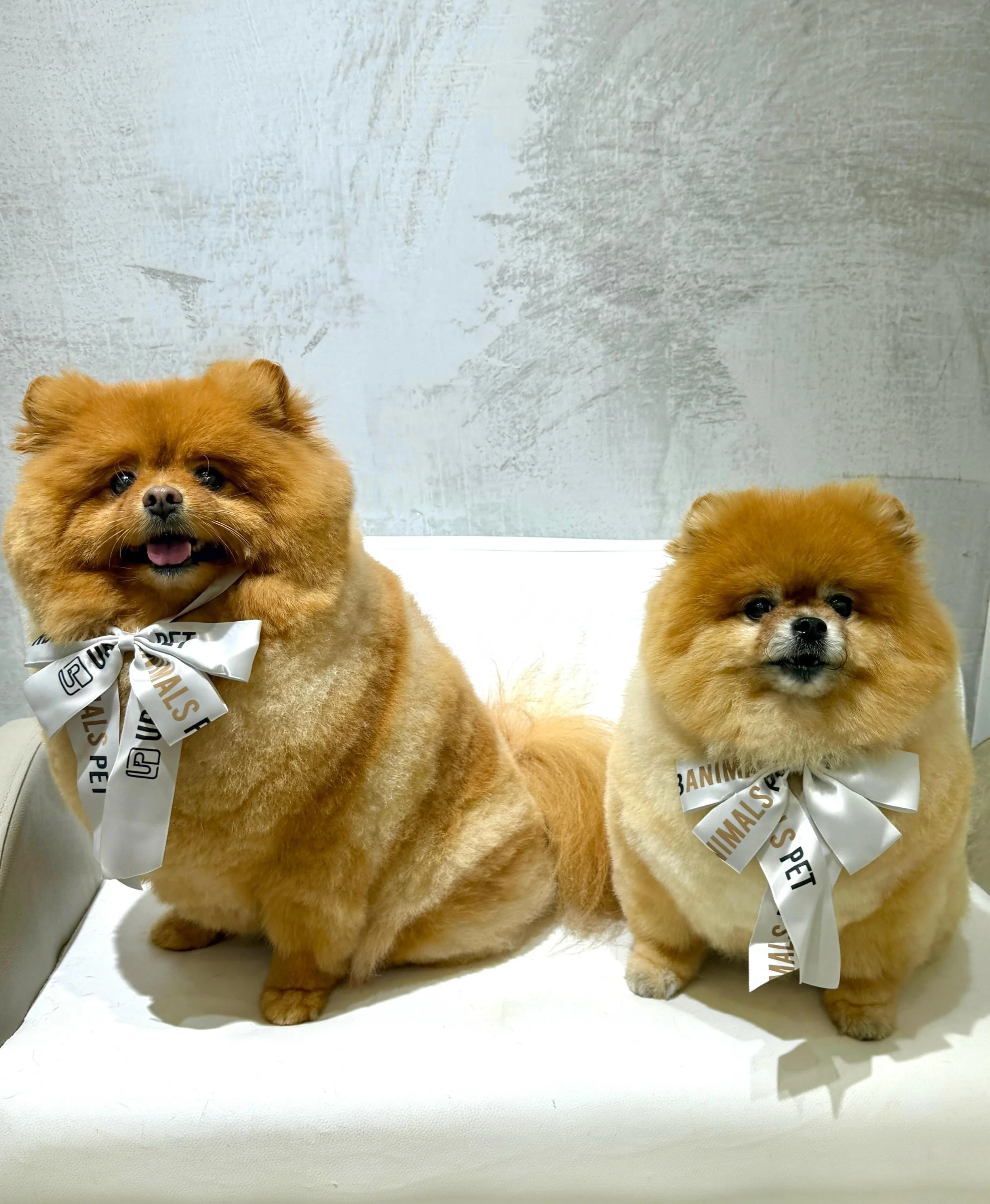 Twins, Leo and Maya looking mighty floofy after their regular full grooms! 🫢🐾💜
#urbanimalspetwahroonga #urbanimalspet #pomeranian #pomeraniangrooming #doggrooming