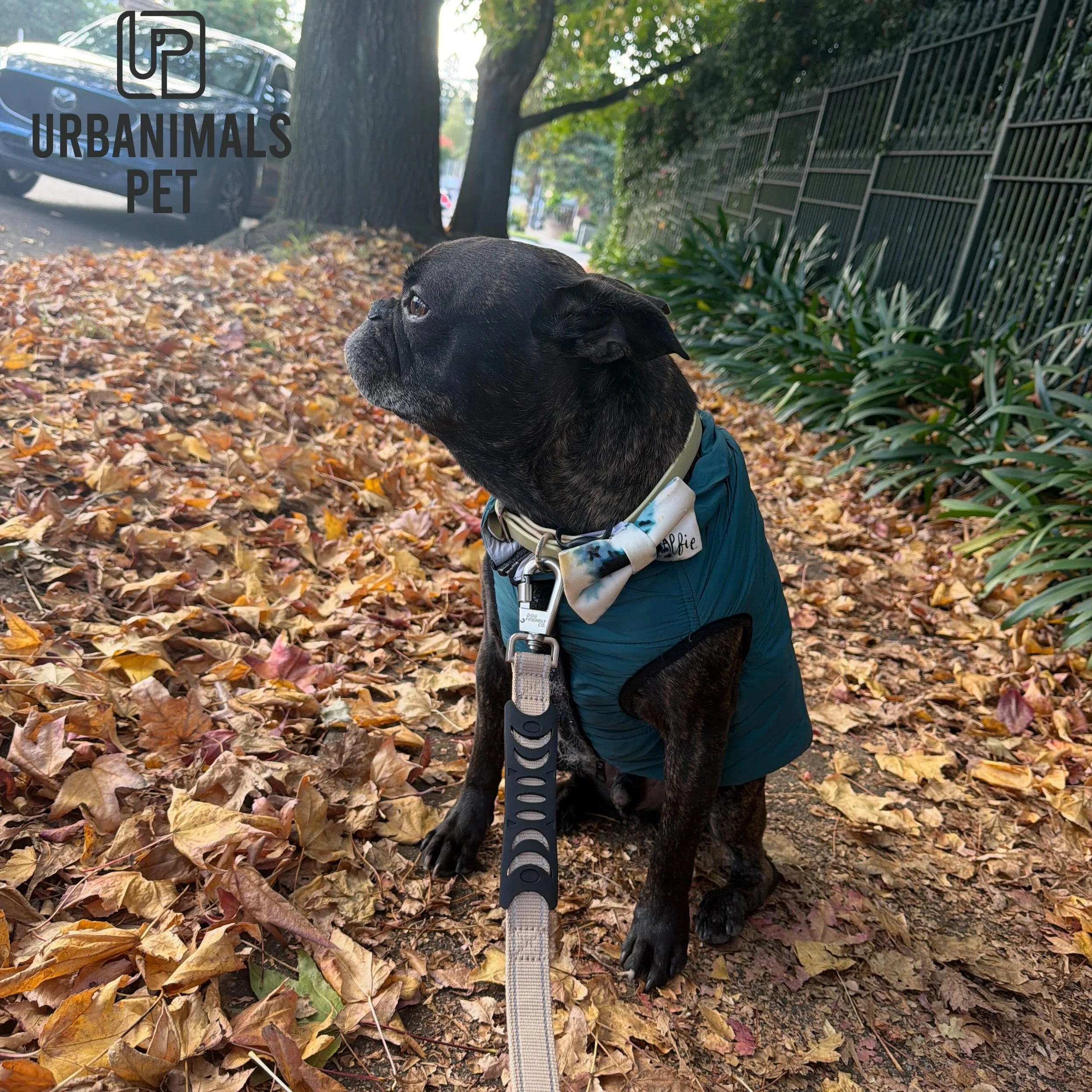 Sweet boy @alfred_h_the_frenchie enjoying a crisp autumn morning walk during his weekly daycare visit! Soaking up all the sniffs, exploring every corner, and keeping that clever little brain busy. 🍂🐾